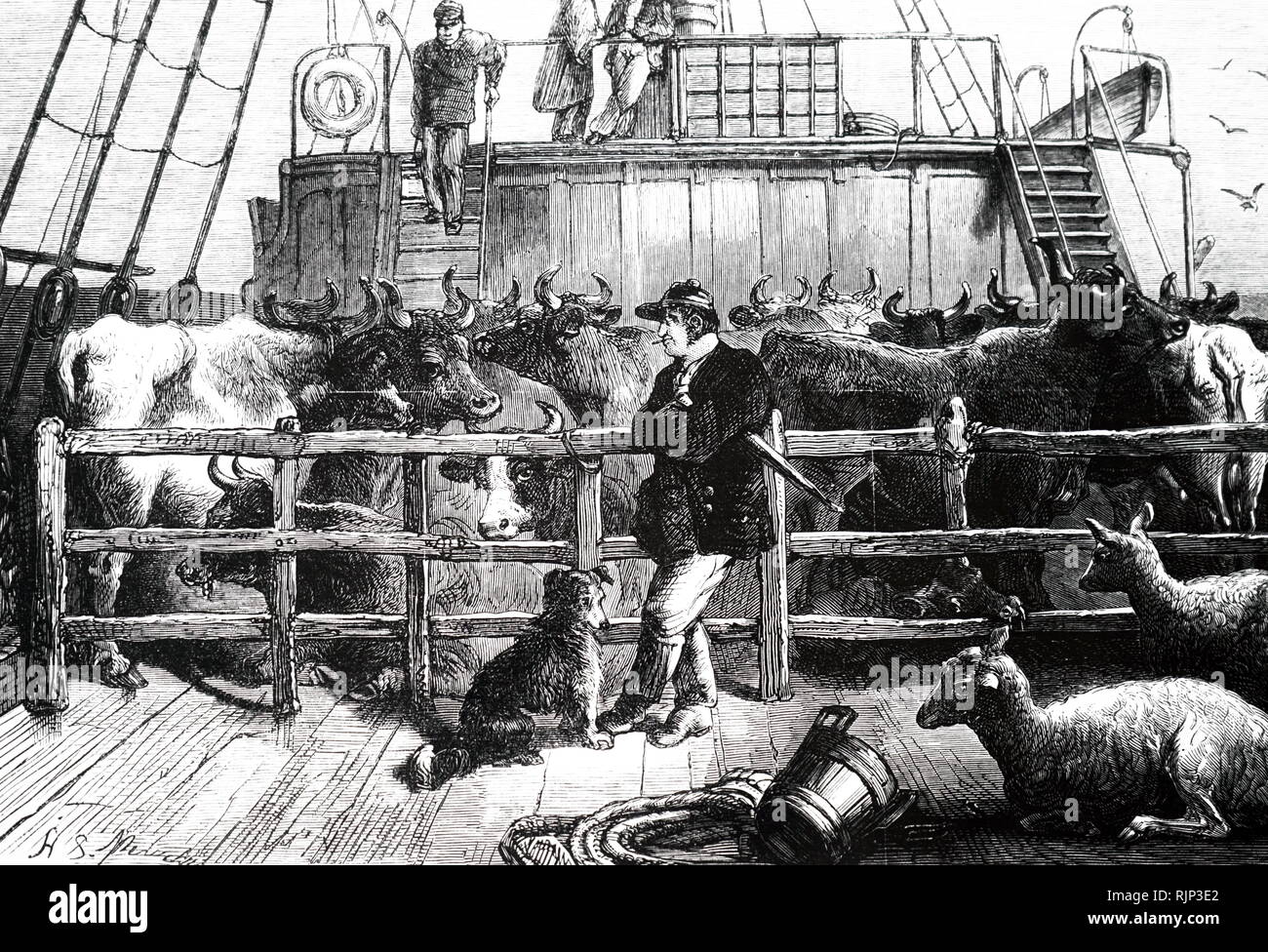 Buque de ganado fotografías e imágenes de alta resolución Alamy