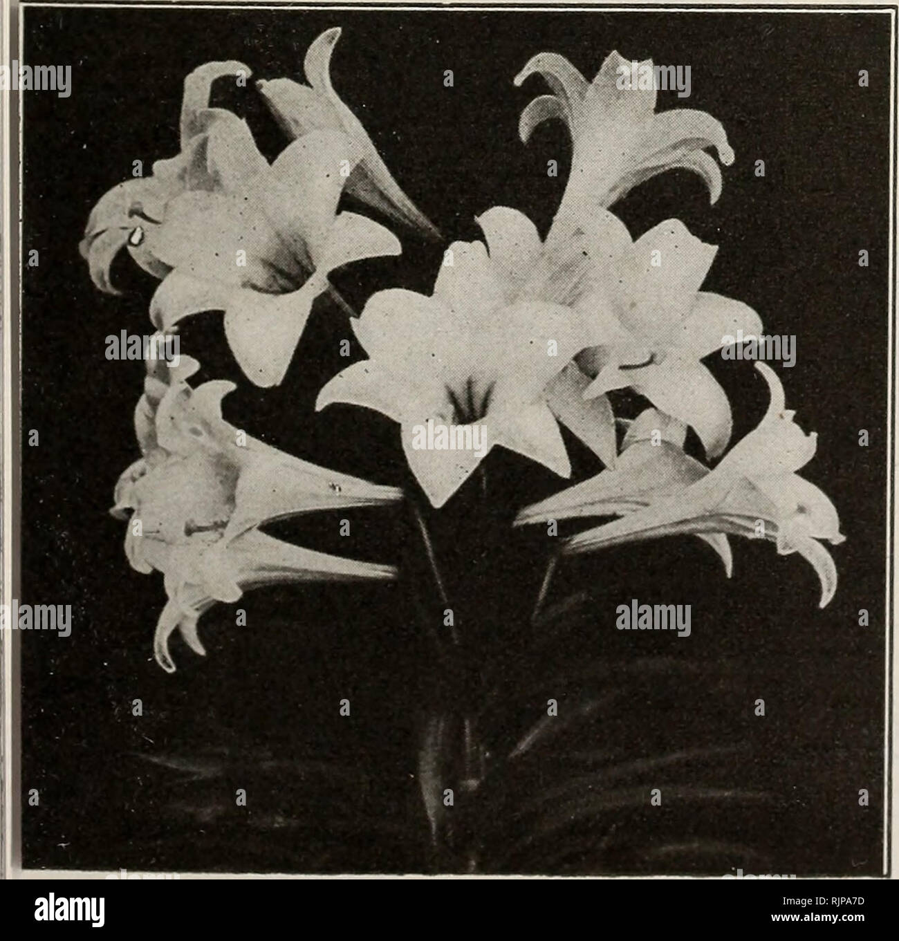 Edición de otoño : nueva guía para el cultivo de rosas 1921. . Formosa  Eatter Lily Bloom de la verdadera Pascua Lirio Formosa Azucena blanca  (Lilium Longiflorum Formosum) Un tipo mejorado