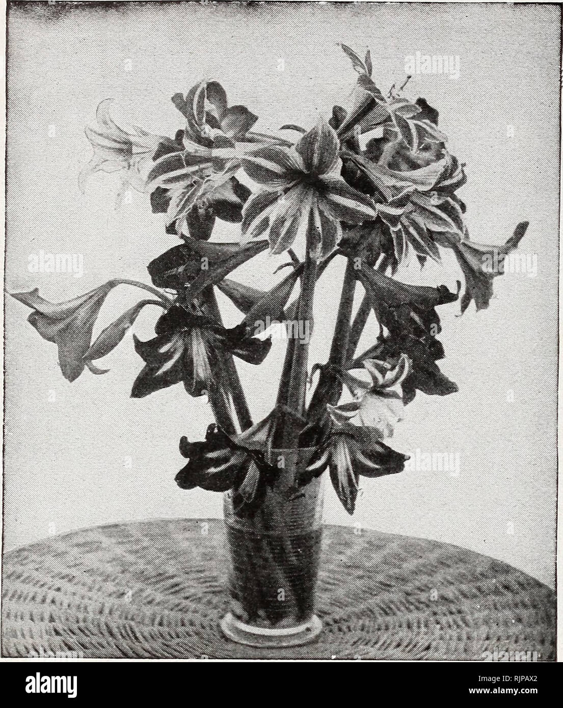 Edición de Otoño 1920 : nuestra nueva guía para el cultivo de rosas. 16 EL  REPICADOR &Amp; CONARD COMPANY, West Grove, PA.. Cluster de amarilis.  Amaryllis Vittata Hybirds mediante la cuidadosa