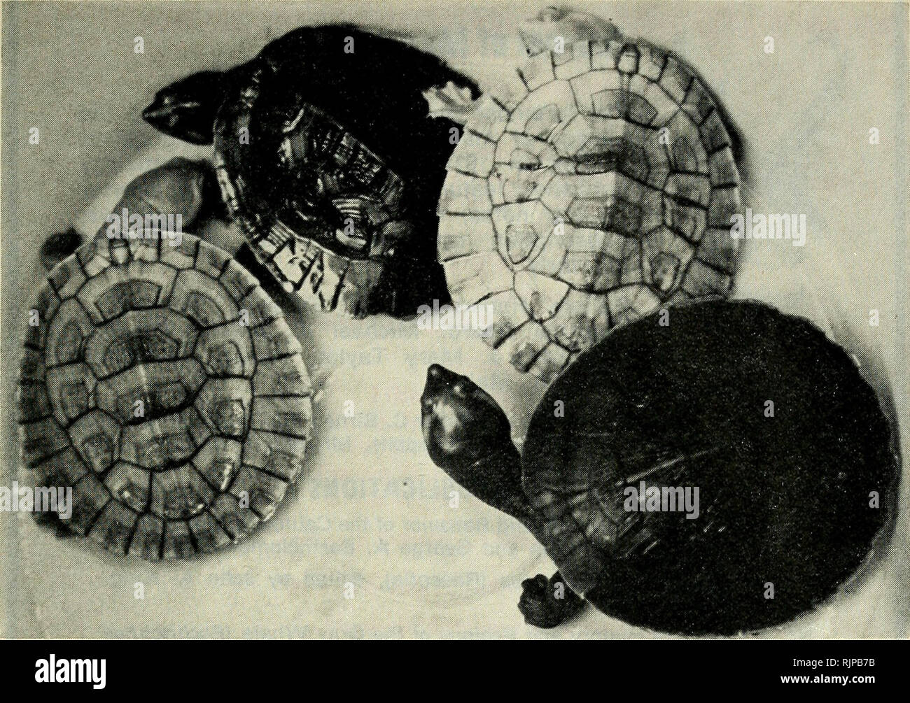. El zoólogo australiano. Zoología; Zoología; Zoología. Los efectos del medio ambiente sobre la pigmentación de la tortuga. Fig. 1. Los jóvenes Emydura krefftii Criado durante seis meses en un contenedor de pisos de color blanco (Nos. I y 3 de la izquierda) y un negro pisos contenedor (Nos. 2 y 4). Asumir la coloración críptica coherente con un determinado sustrato tiene ventajas evidentes para las tortugas, aumentando la probabilidad de que un individuo evitando la depredación y permitir una explotación efectiva de una amplia gama de hábitat por la especie. En vista de su valor de supervivencia, por lo que no es sorprendente encontrar que la pigmentación de juven Foto de stock
