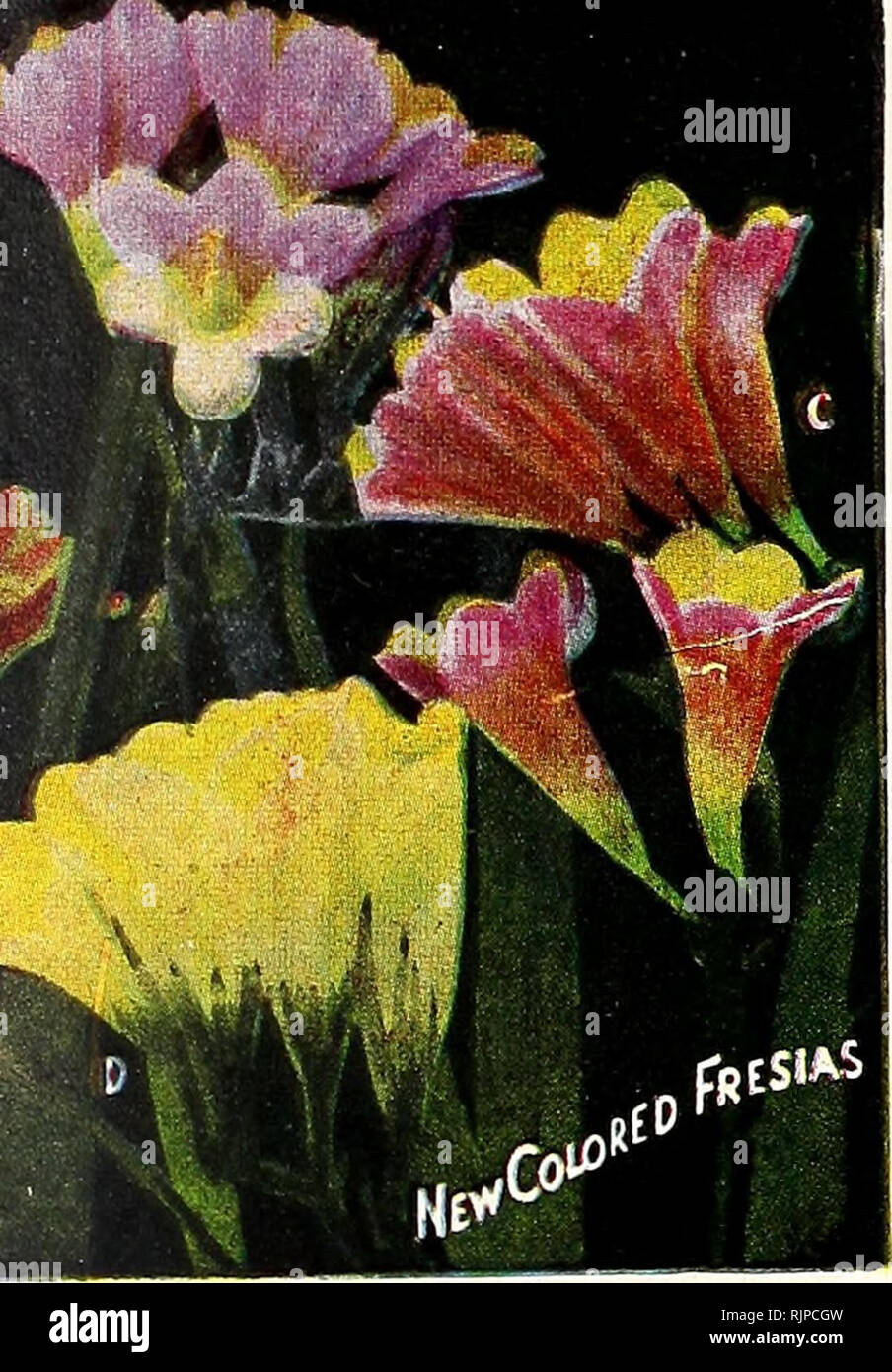 Otoño de bulbos y plantas para la primavera de belleza : 1949. Equipo y  suministros de jardinería catálogos catálogos; semillas; las bombillas  (Plantas) Catálogos; catálogos de semillas de flores, Semillas de