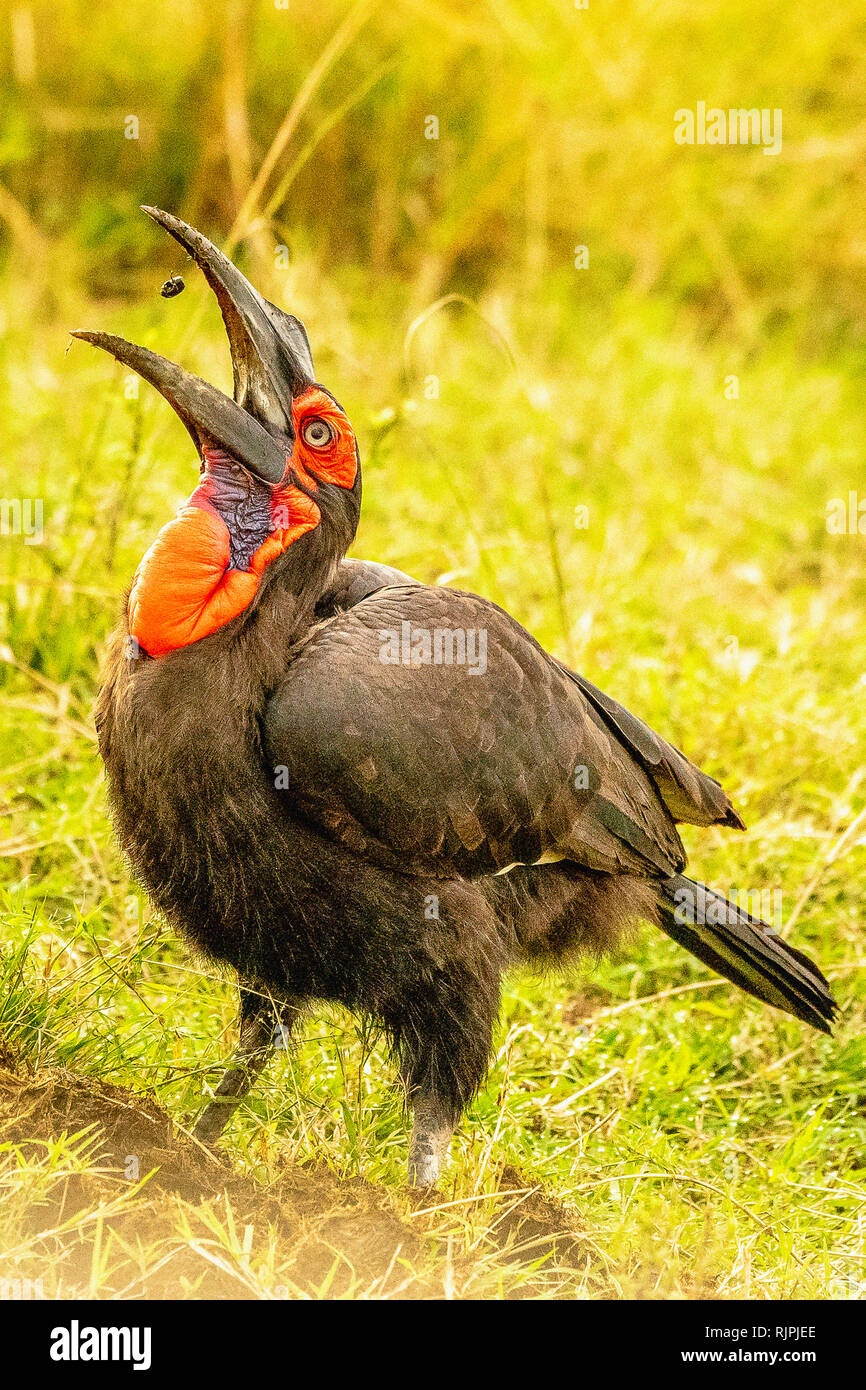 Sur de tierra Bucorvus leadbeateri bucero moviendo un escarabajo en el aire antes de tragarla Foto de stock