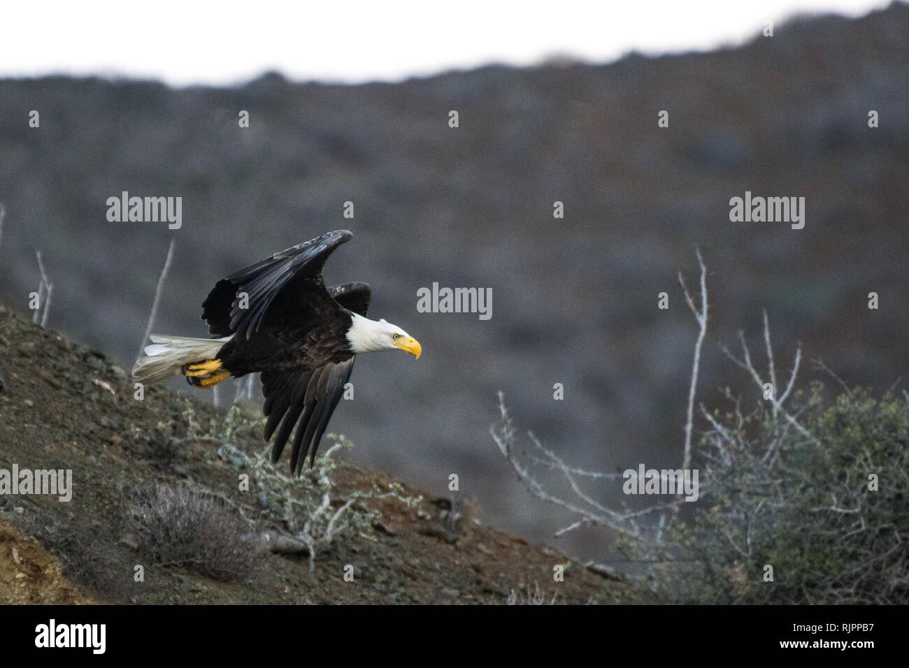 Aguila mexicana fotografías e imágenes de alta resolución - Página 2 - Alamy