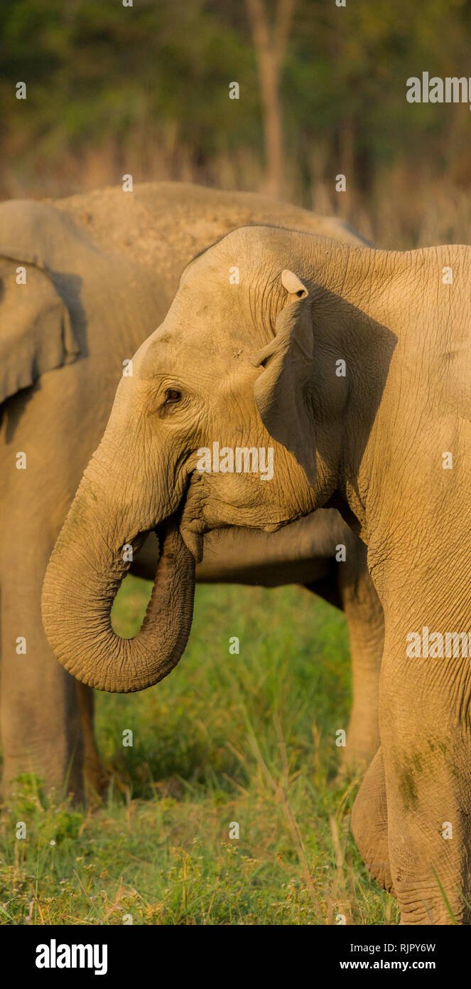 Los elefantes asiáticos de Elephas maximus en el Parque Nacional de Jim Corbett, Uttarakhand, India Foto de stock