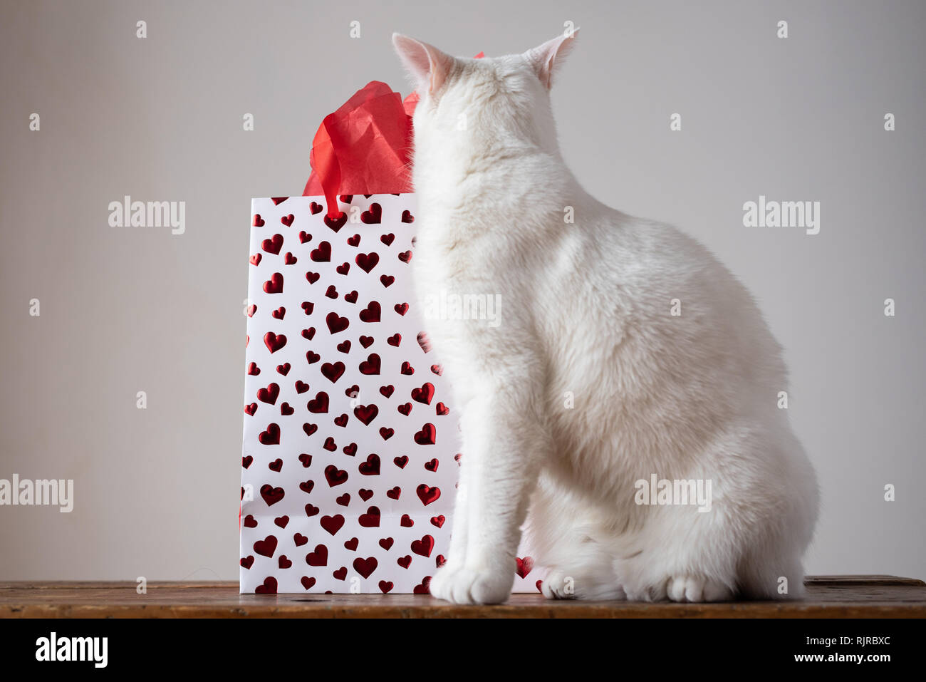 Gato Blanco con corazones Foto de stock