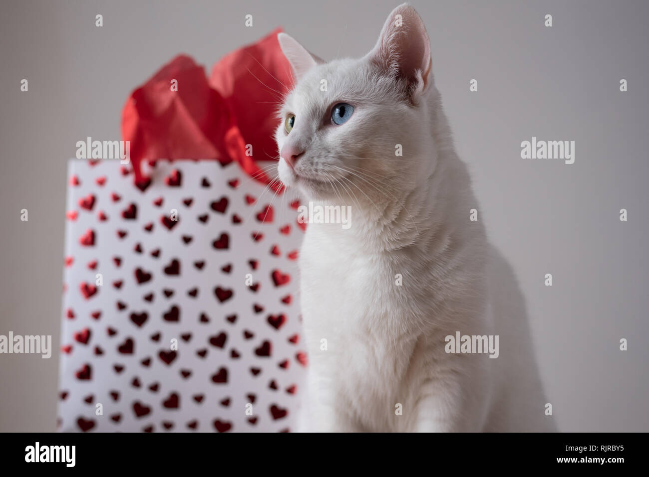 Gato Blanco con corazones Foto de stock