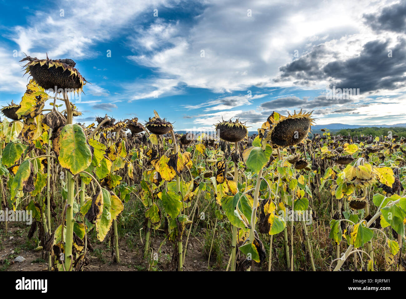 Campo de girasoles desapareció antes de la cosecha, verano, Alsacia,  Francia Fotografía de stock - Alamy
