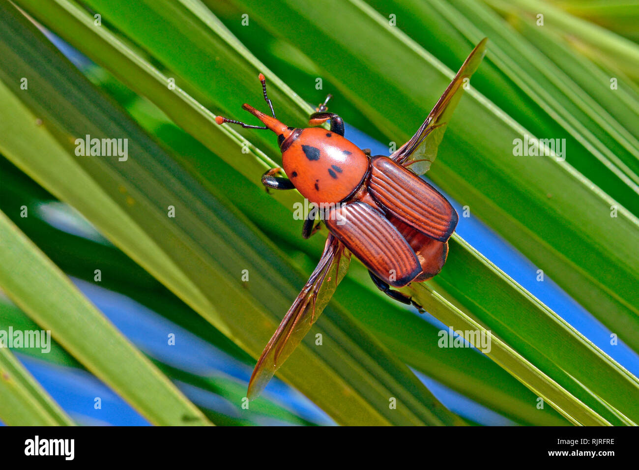 Picudo Rojo de las palmeras (Rhynchophorus ferrugineus) en la isla canaria de la palma datilera (Phoenix canariensis), verano 2018, Cataluña, España. Dañino, larvas de da Foto de stock