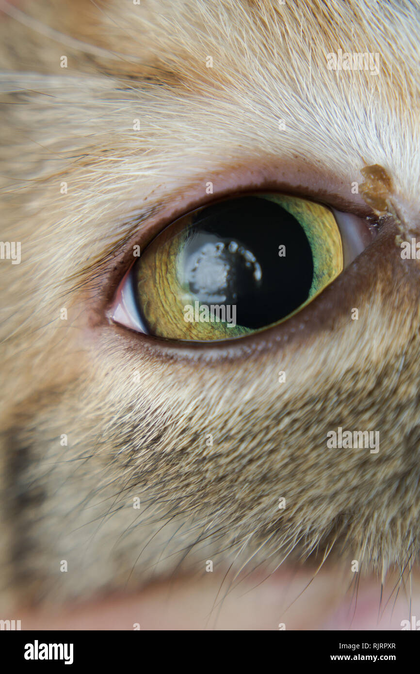 La córnea del gato ​​a deshidratado durante anestesia ketamina porque  duerme con los ojos abiertos Fotografía de stock - Alamy