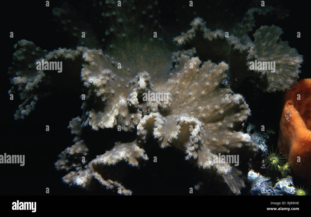 Cuero col coral (Sinularia dura) Foto de stock