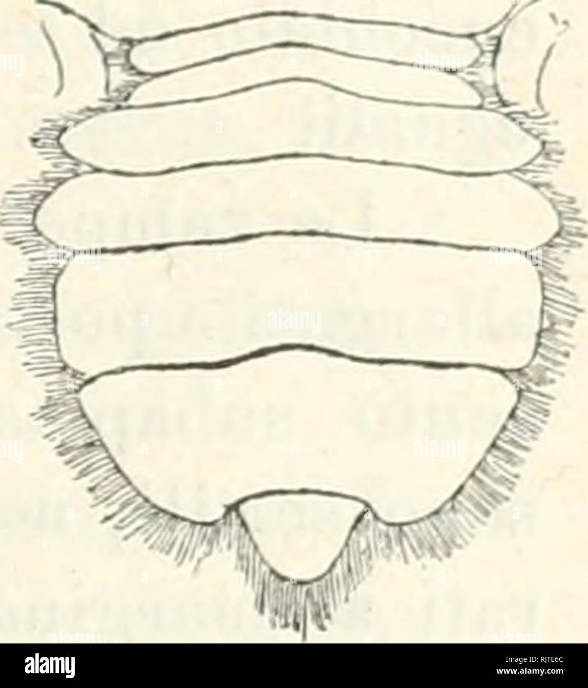 . Atti della Societtaliana di Scienze naturali e del Museo civico di storia naturale di Milano. Historia natural; historia natural. FiG. 4. H. tridana ì¬nicra atà n. v.-ir. Un inano Â"Iella O fx -r, h addome del rj' fX 'i) C addome della ^' (gr. nat.); d terza zanipa ambiilatoria igr. nati. Sali, la faccia inferiore è liscia e un po' concava, quella in- terna fornita di peli radi e di anu di frangia fitti peli (u spaz- zola di toilette ") che decorre subparallelamente al margine inferiore ed anteriore: all'estremità distale del bordo inferiore di questa faccia si trova nel maschio anu cres Foto de stock