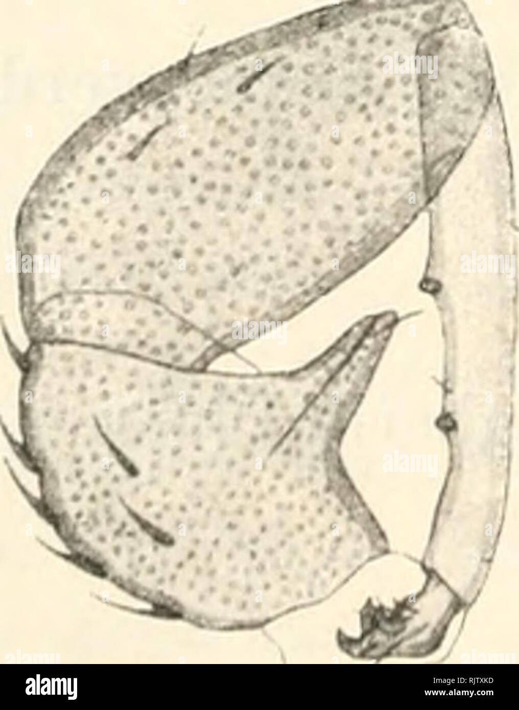 . Atti della Societtaliana di Scienze naturali e del Museo civico di storia naturale di Milano. Historia natural; historia natural. 204 RINA MONTI Hábitat. En el valle Anzasca fra Opaco ed il ponte die conducen ai Valleggio cascinali supr. S. Koenikei Walter. Oh lino un mm. 0,950 di Lunghezza, Bruno colorazione gial- lastra del corpo, biela, zampe epimeri e palpi rossi. 11 quarto articolo del palpo presenia onu cilio fra le due punte tattili, più facilmente inserito vicino alla punta tattile superiore. Anche il lato dorsale del quarto articolo presenta un cilio, circa all'al- tezza della punta tattile en Foto de stock