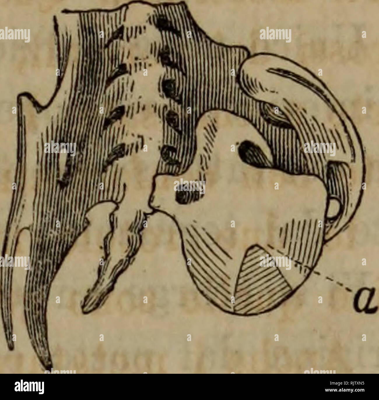 Atti Della Societa Italiana Di Scienze Naturali Historia Natural Fig La Fig 19 A Fig 19 A A Parte Posteriore Di Gallo Accennato Al N 42 A Notevole L Incunea Mento Del