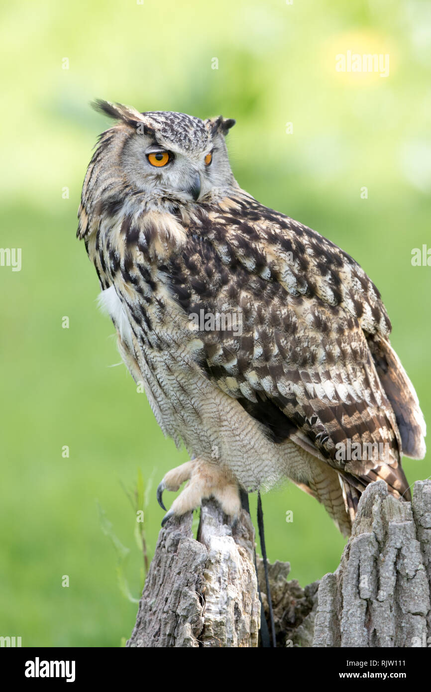 Aguila-owl (Bubo bubo) Foto de stock