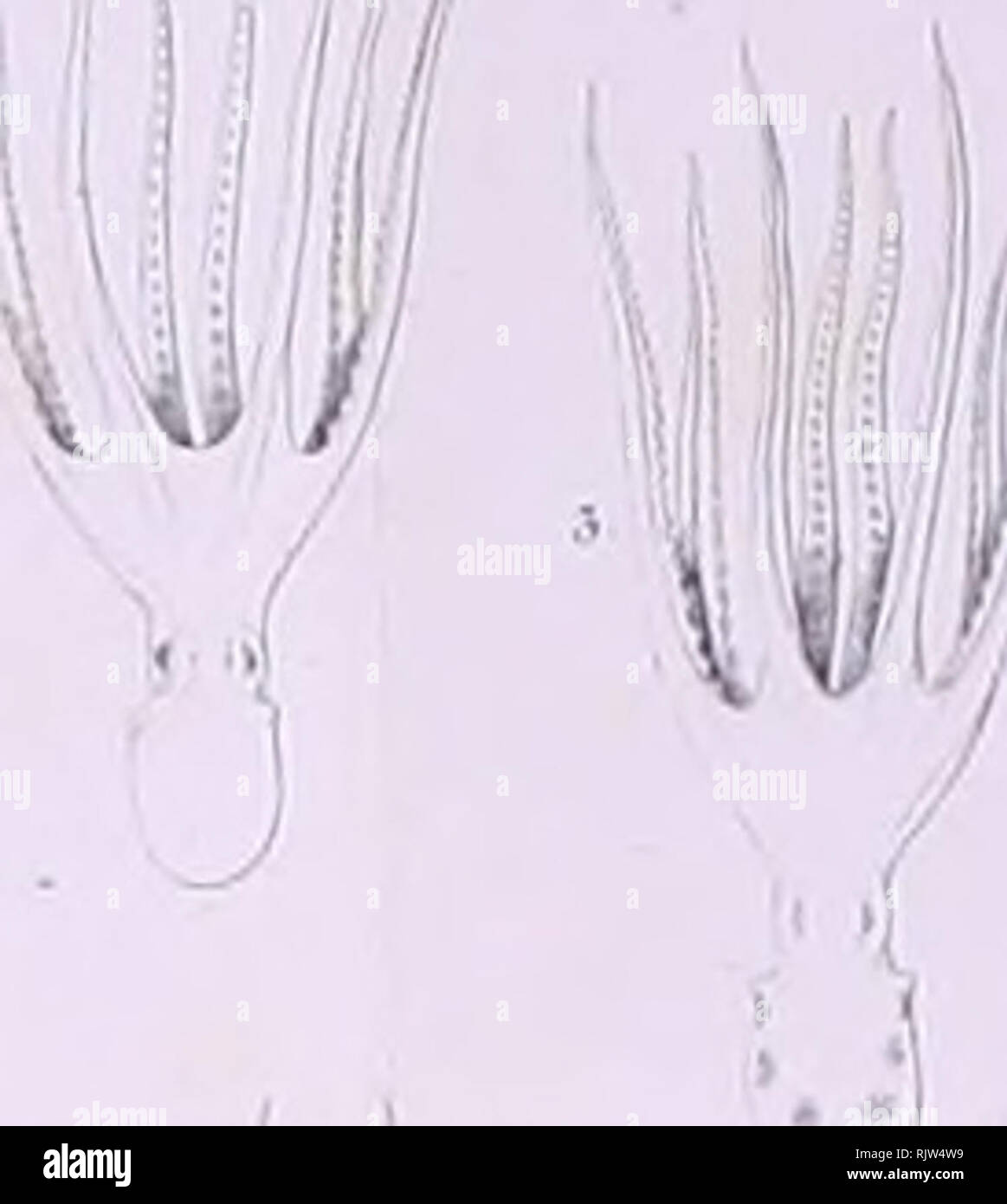 Atti Della Riunione Amp C I Viii Amp Xi 11 Vol En 10 C Locvv Tv A L R U C Cu A Vtfiicia Pax T Ohi Vviaiiu Toii Wlocm T T Iatwo Jh Oe S A 0 Aiiviii Cionco Un Tto A