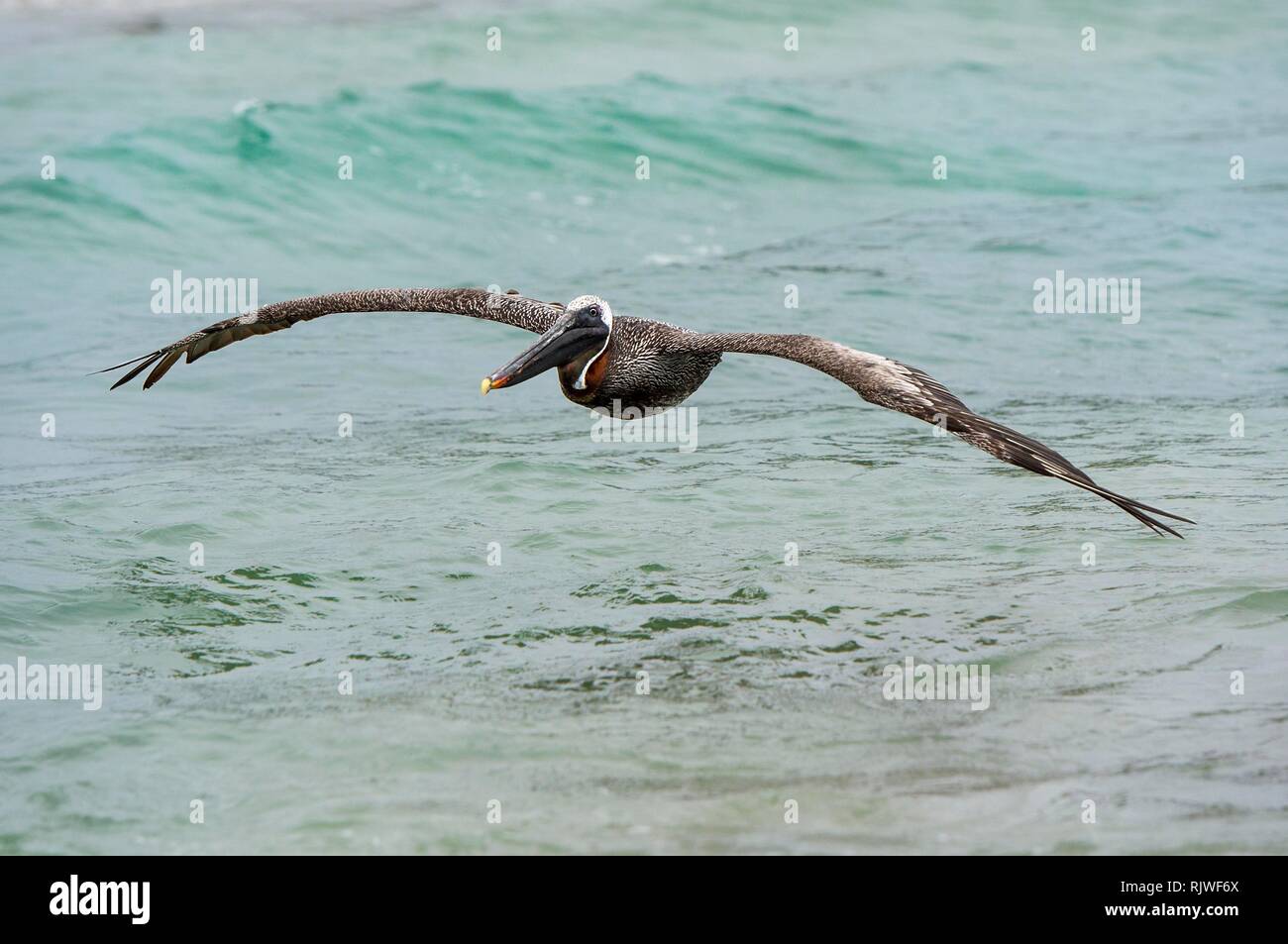 Pelicano café (Pelicanus Occidentalis urinator) en vuelo, la Isla Isabela, Galápagos, Ecuador Foto de stock