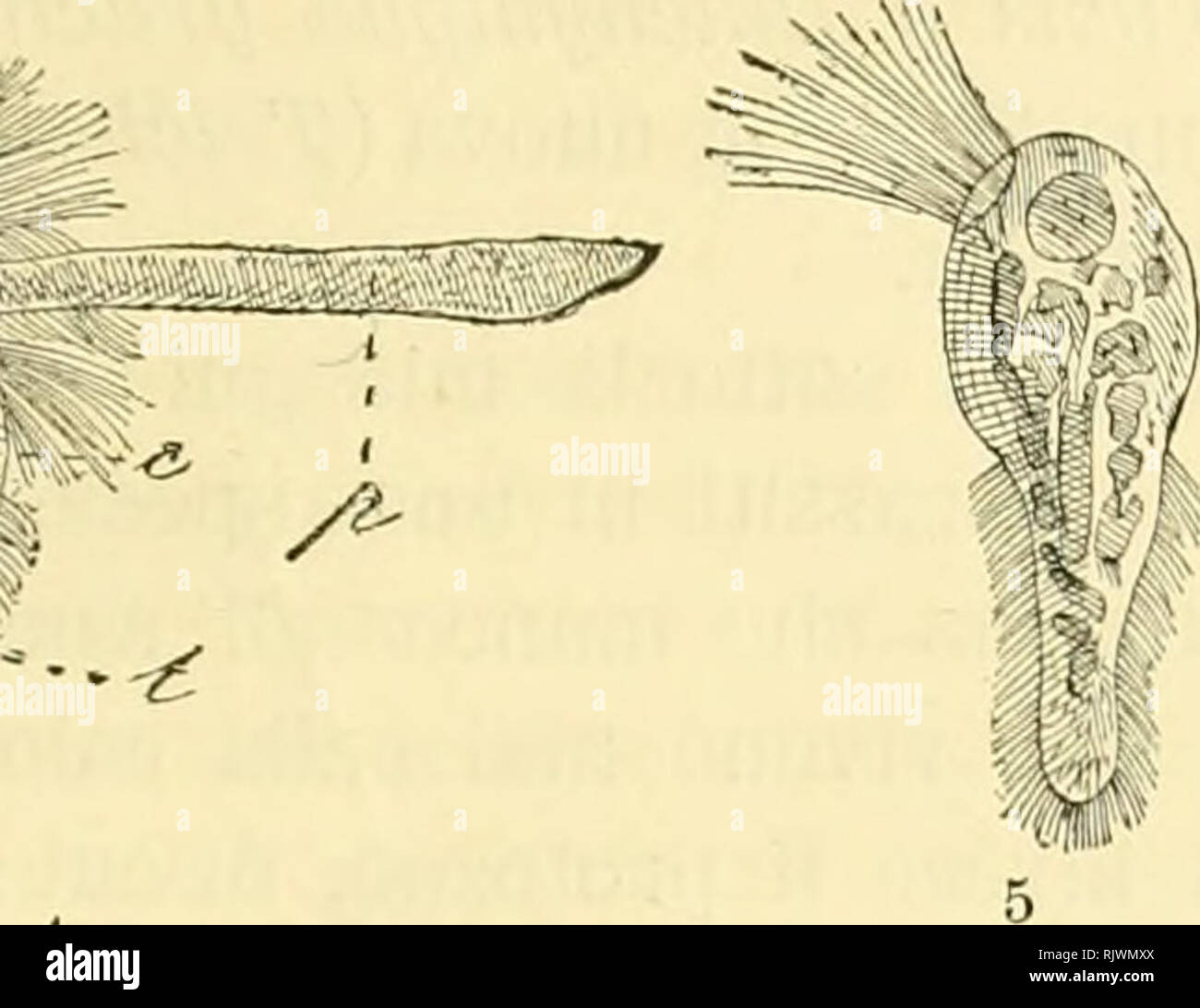 . Gioenia Atti della Accademia di Scienze naturali en Catania. PARASSITI DELLE TERMITI 237 -^^ â wr. La figura della Joenìun anneclens (mìhi) (OC. 3 Ob. 9.) SPIEGAZIOxNE Harl h â hastoncdli {sclieletro infenio) e â costa (scheletro interno') e "un altro pezzo scheletrico interno? N â nucleo p â lí¬sendopodo ? T â tritume ligneo. N. B. Nelle ultime debido figura si vedono isolati il nucleo e la costa, nella penultima anche i hastoncdli. Il mio protozoo is tritumi pasce di di Legno {t)- che en Goiânia no tan bene en la qual modo : forse li ingoia colla metà anteriore del Corpo, la quale è di forma molto Foto de stock