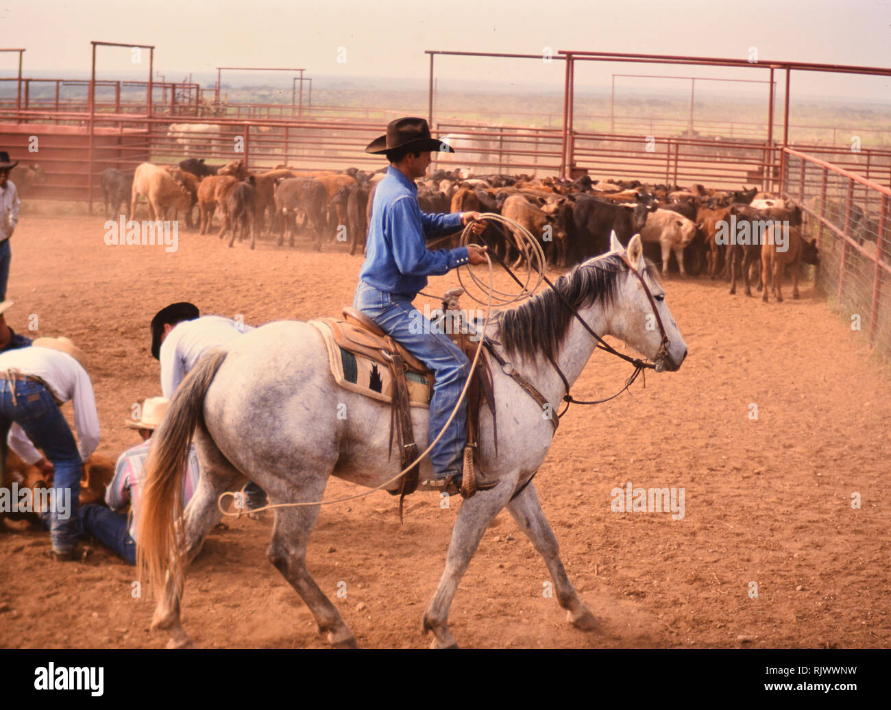 Los cowboys Americanos: 90 vaqueros en el oeste americano durante la  primavera marca el tiempo en el triángulo Ranch cerca de Paducah Texas ca.  1998 Fotografía de stock - Alamy