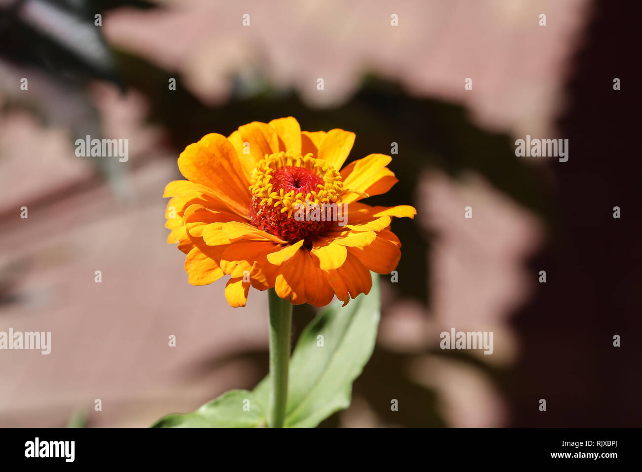 Macro fotografía de naturaleza flor planta Zinnia Foto de stock