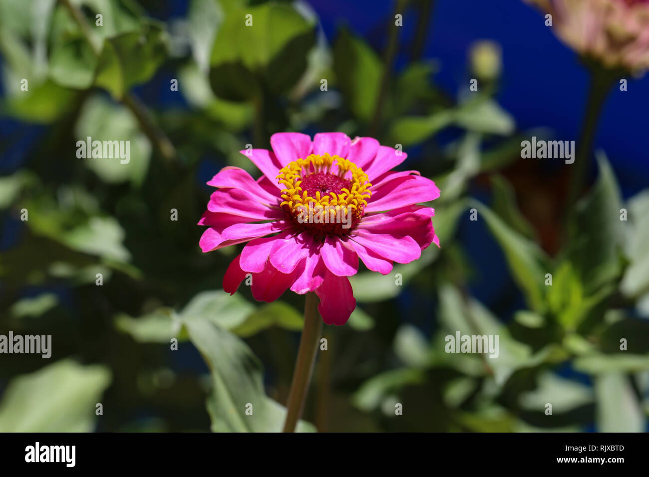 Macro fotografía de naturaleza flor planta Zinnia Foto de stock