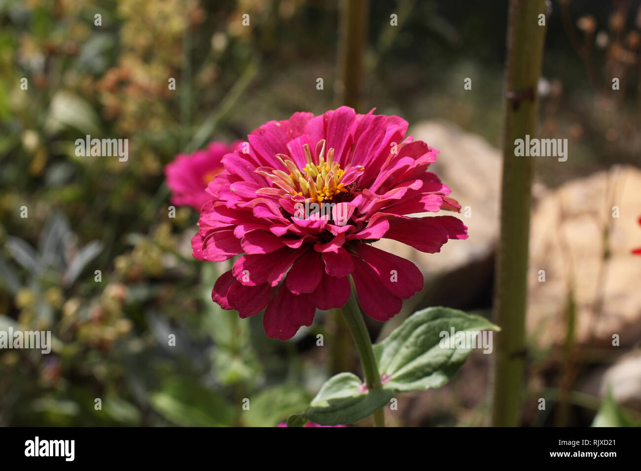 Macro fotografía de naturaleza flor planta Zinnia Foto de stock