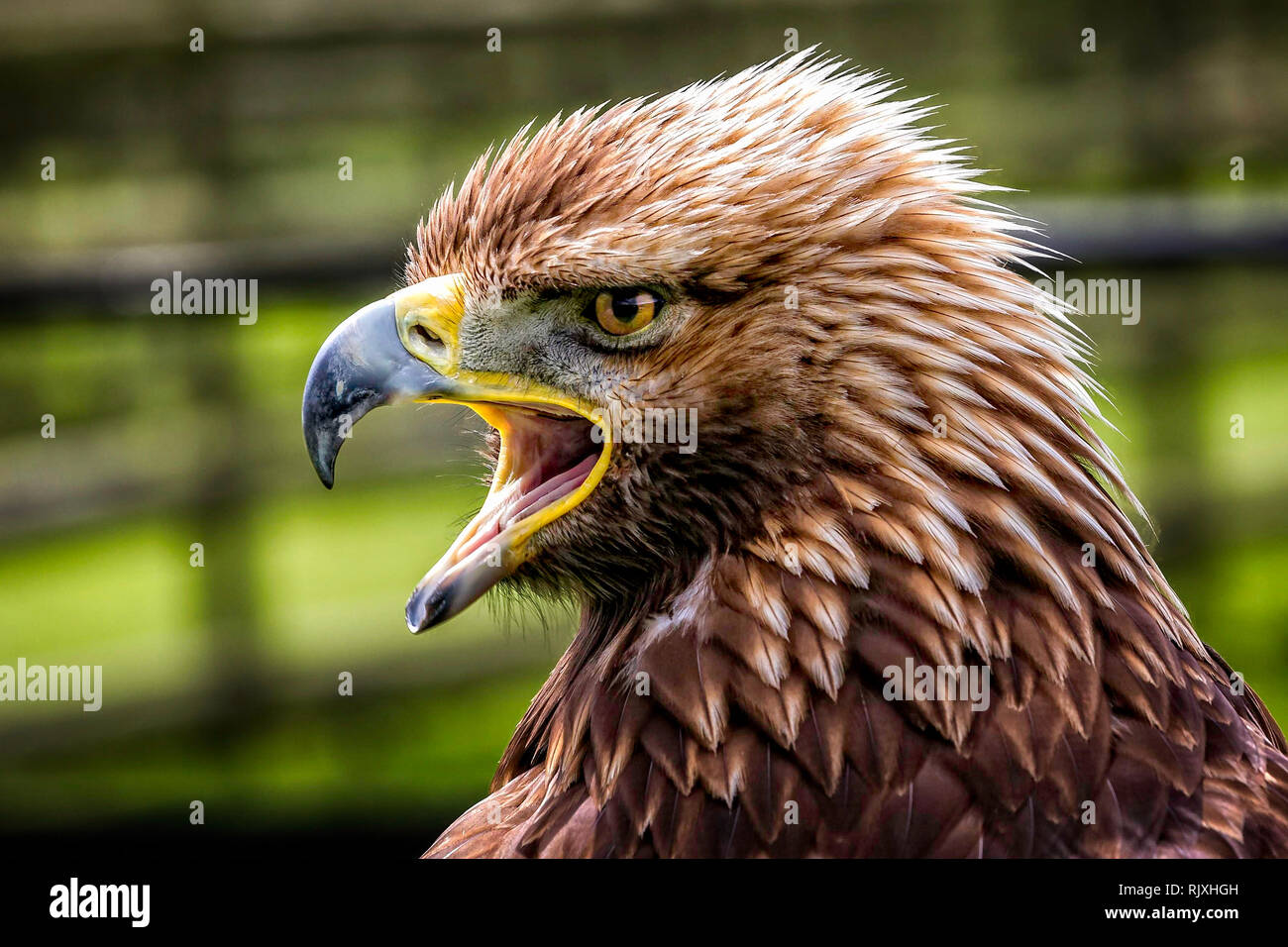 Pico de águila dorada fotografías e imágenes de alta resolución - Alamy