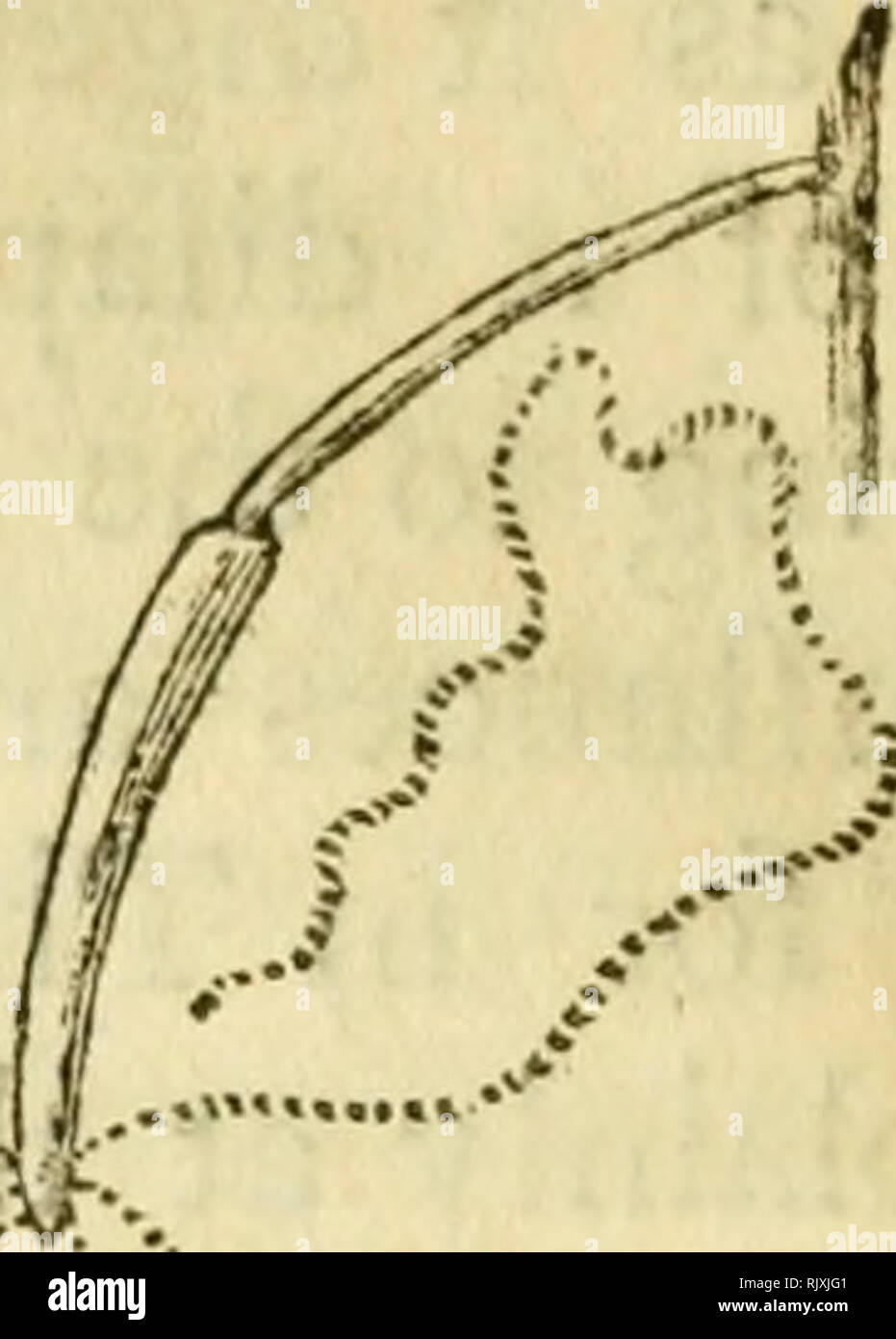 Un Intento Hacia Una Historia Natural De Los Polype En Una Carta A Martin Folkes Hydromedusae F Z De La Fiebre Al Sorf X N C S A A A A V Gt X