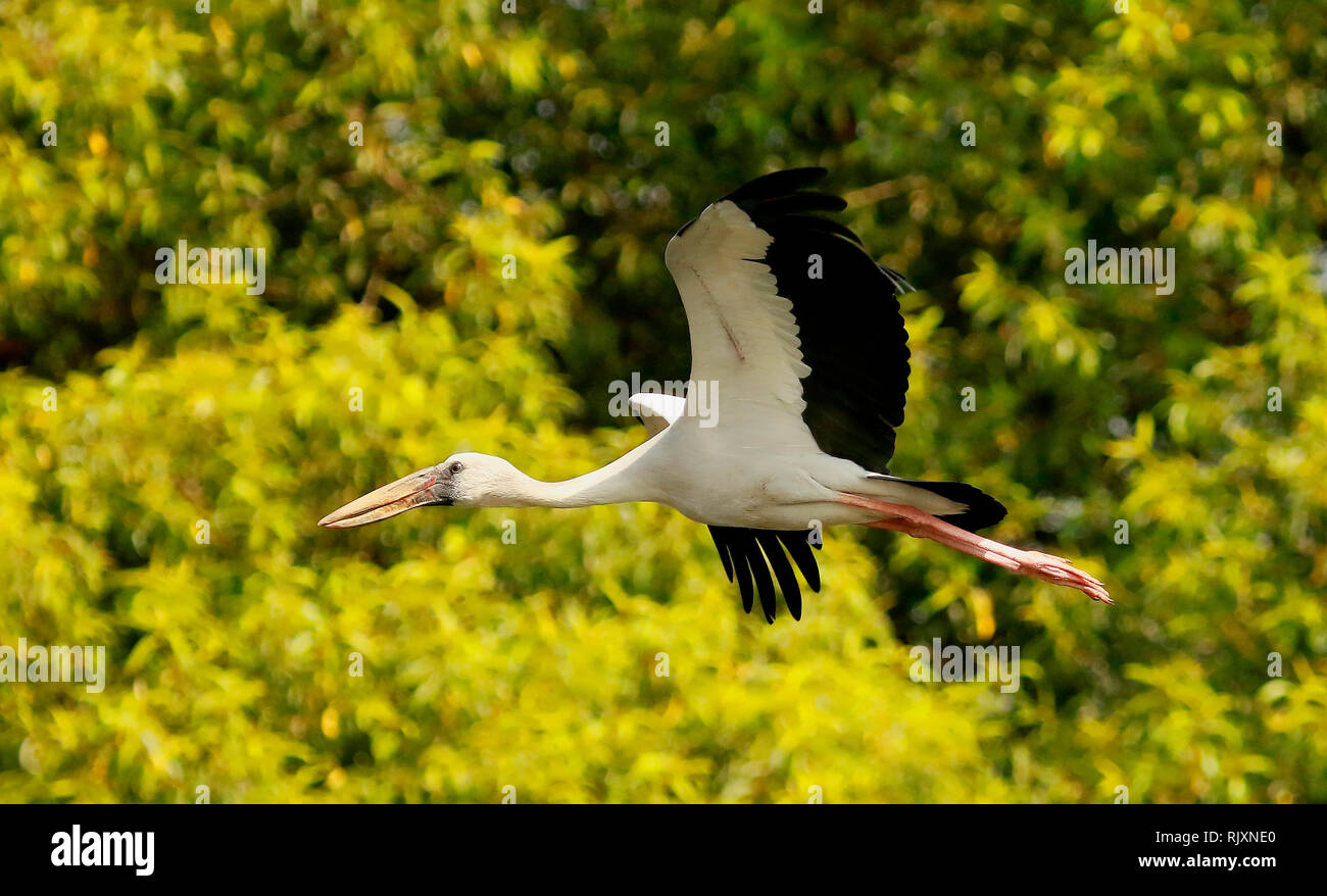 Eurasia en vuelo, Openbill Anastomus oscitans Ranganathittu, santuario de aves, Karnataka, India Foto de stock