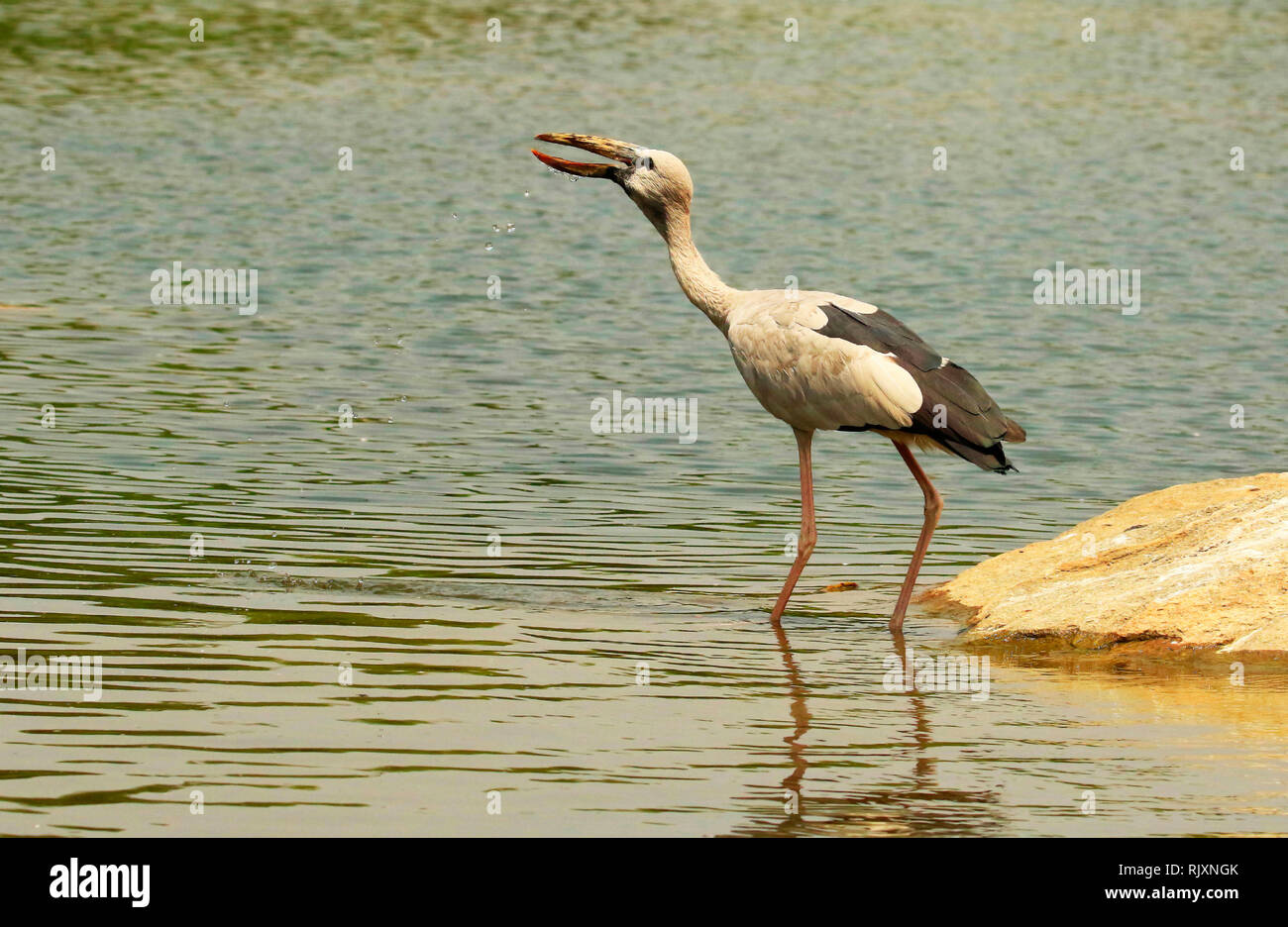 Abra facturado Anastomus oscitans cigüeña, Ranganathittu, santuario de aves, Karnataka, India Foto de stock