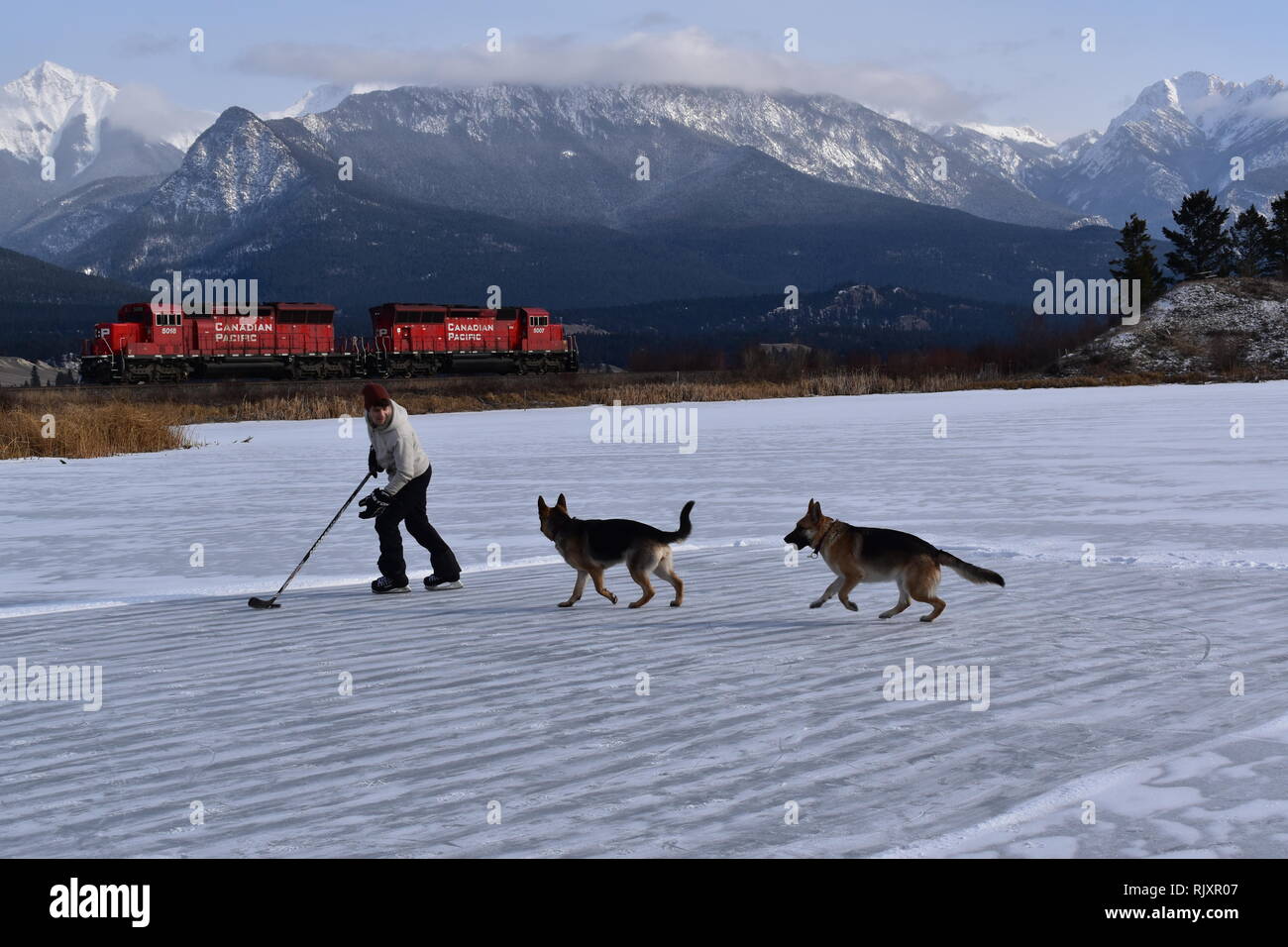 Un hombre su palo prácticas de manipulación, manteniendo el cursor lejos de sus perros en un estanque congelado en las Rocosas Canadienses, mientras que un tren pasa por RCP. Foto de stock