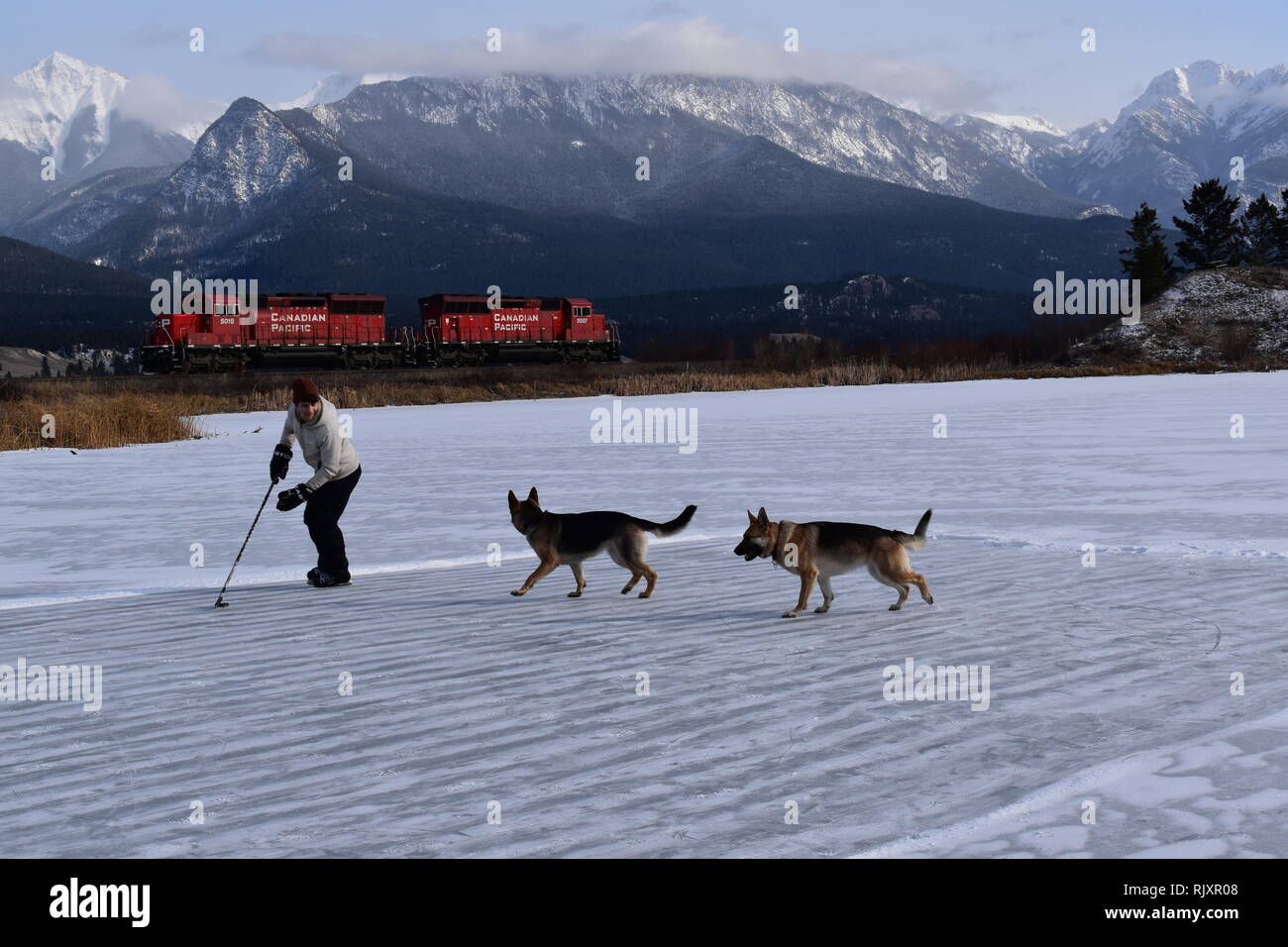 Un hombre su palo prácticas de manipulación, manteniendo el cursor lejos de sus perros en un estanque congelado en las Rocosas Canadienses, mientras que un tren pasa por RCP. Foto de stock