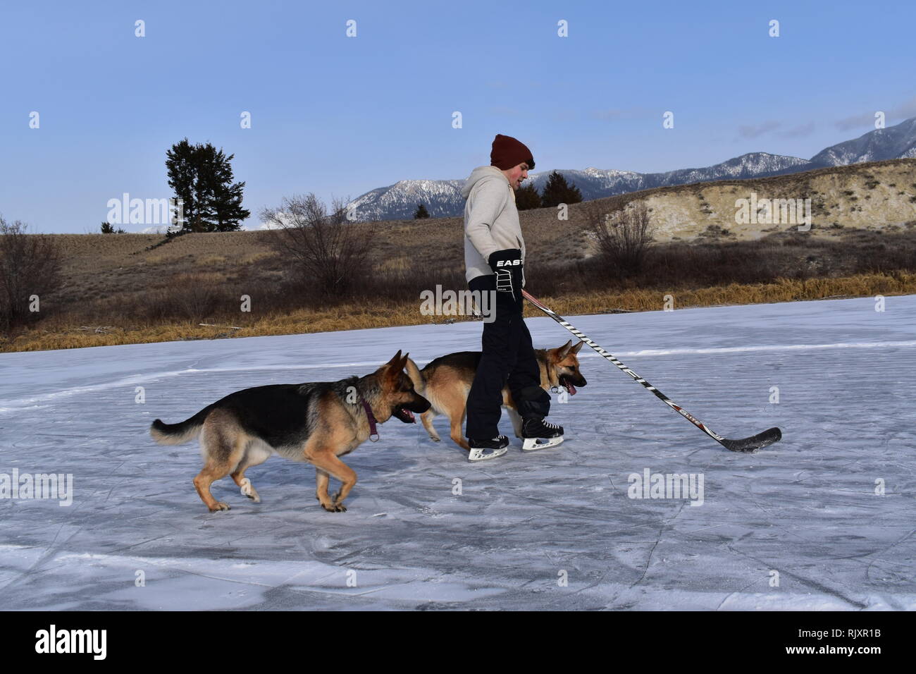 Un hombre su palo prácticas de manipulación, manteniendo el cursor lejos de sus perros en un estanque congelado en las Montañas Rocosas Canadienses. Foto de stock