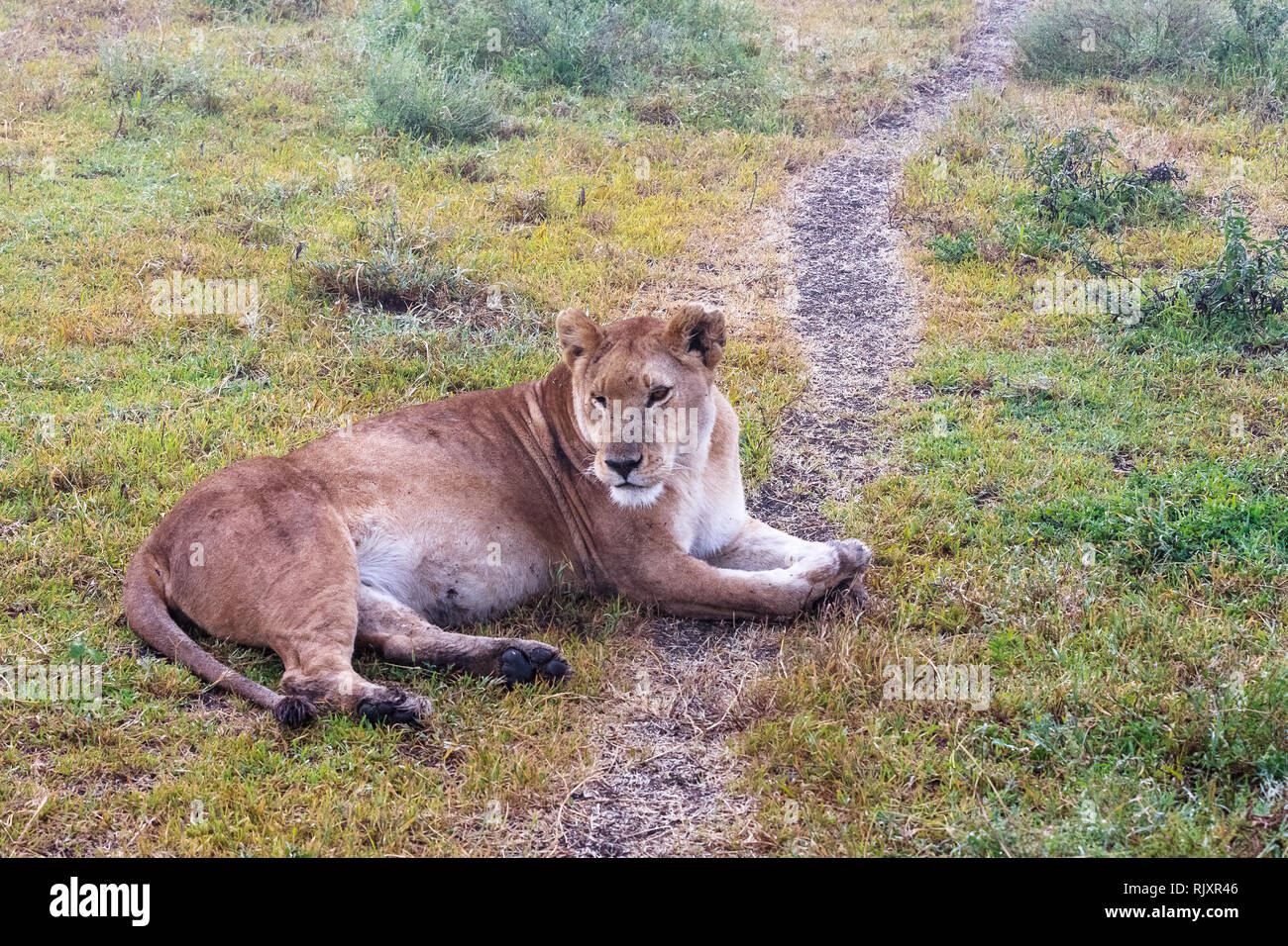 El perezoso león sobre el terreno. Sandy sabana del Serengeti, Tanzania  Fotografía de stock - Alamy