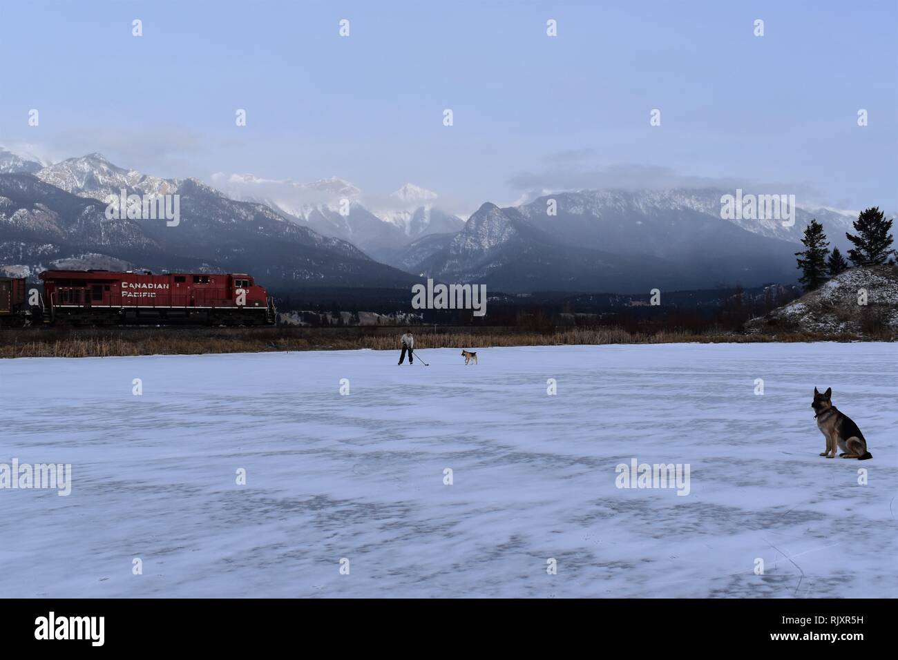 Un hombre su palo prácticas de manipulación, manteniendo el cursor lejos de su perro en un estanque congelado en las Montañas Rocosas Canadienses. Foto de stock