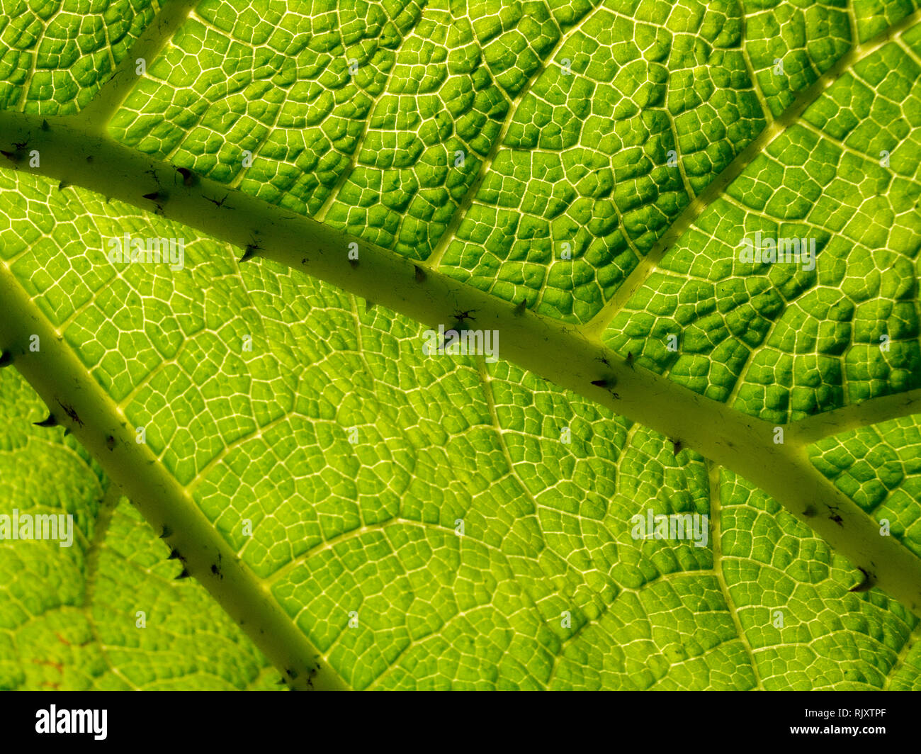 Hoja de Gunnera Foto de stock