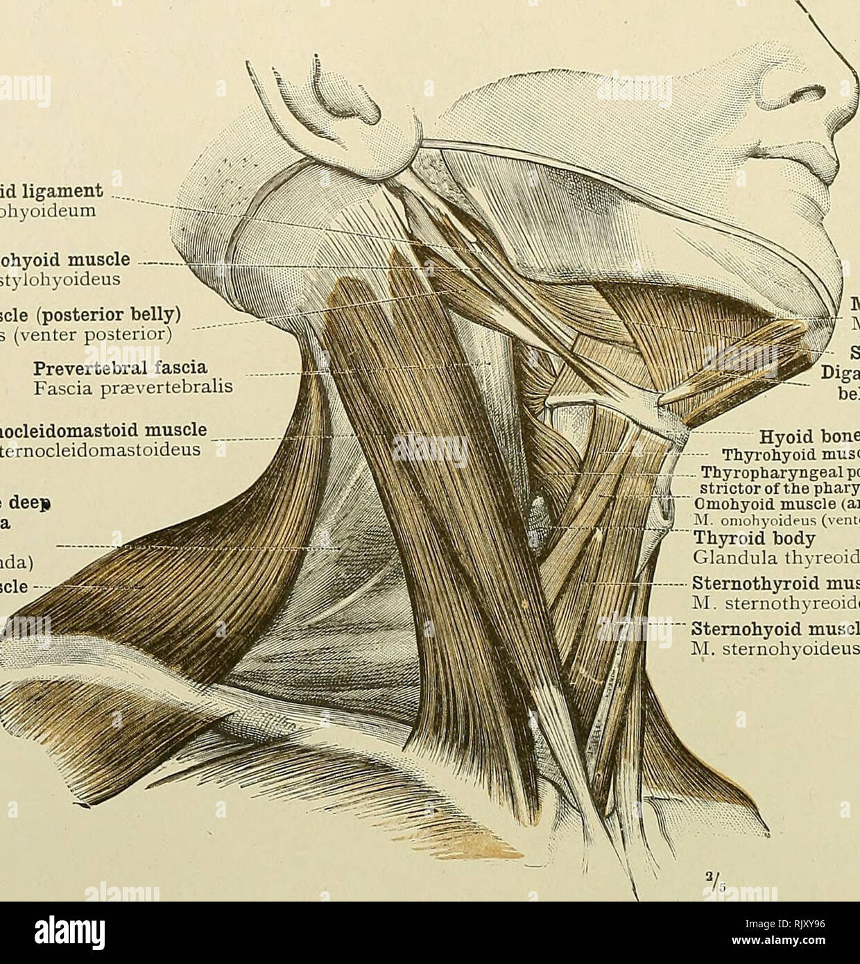 Ligamento estilohioideo fotografías e imágenes de alta resolución Alamy