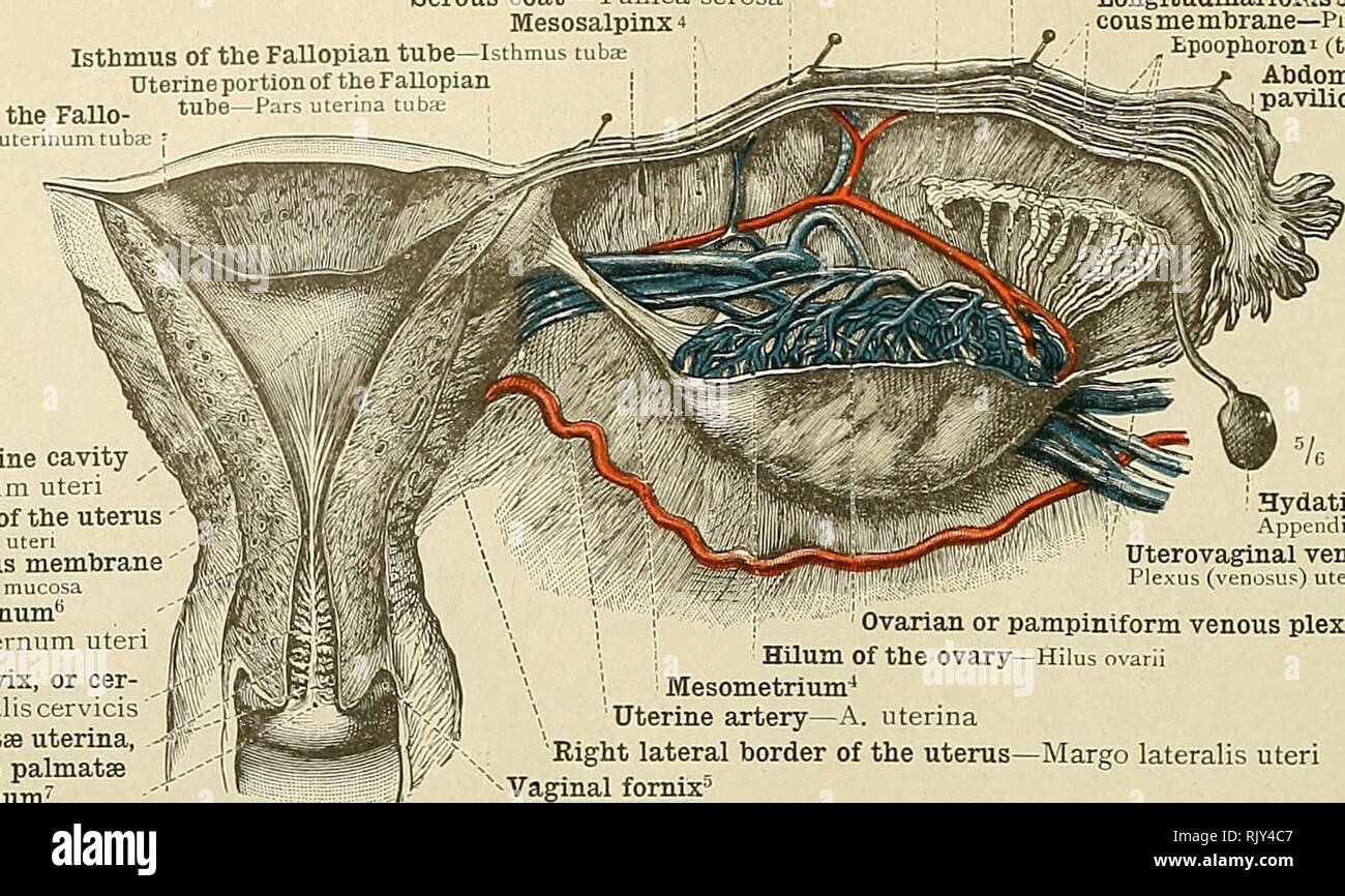 Un atlas de anatomía humana para estudiantes y médicos. Anatomía. 512  órgano reproductivo femenino.'*' Epoophoron longitudinal (hojaldre) o del  conducto de Gartner Epoophoron (ductus longitudinalis) serosas serosa  coatâTunica Mesosalpinx 4 en