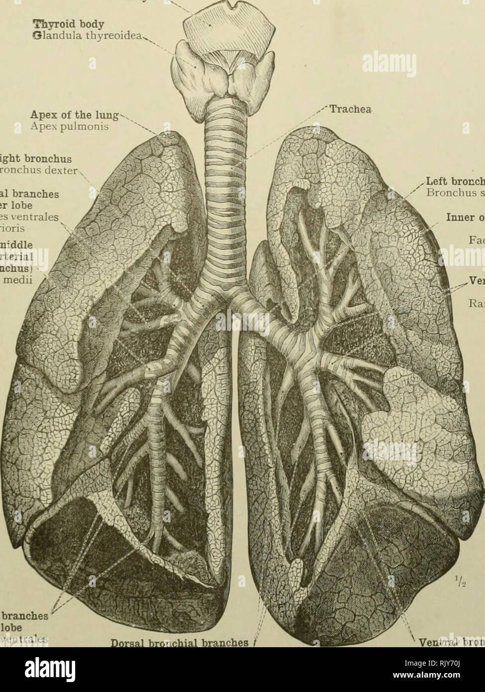 Un atlas de anatomía humana para estudiantes y médicos. Anatomía. Los  órganos respiratorios 463 Laringe Thsnroid cuerpo Glandula thyreoidea^^ el  ápice de la Ape pulmonis Iimg Bight bronquio bronquio dexter ramas