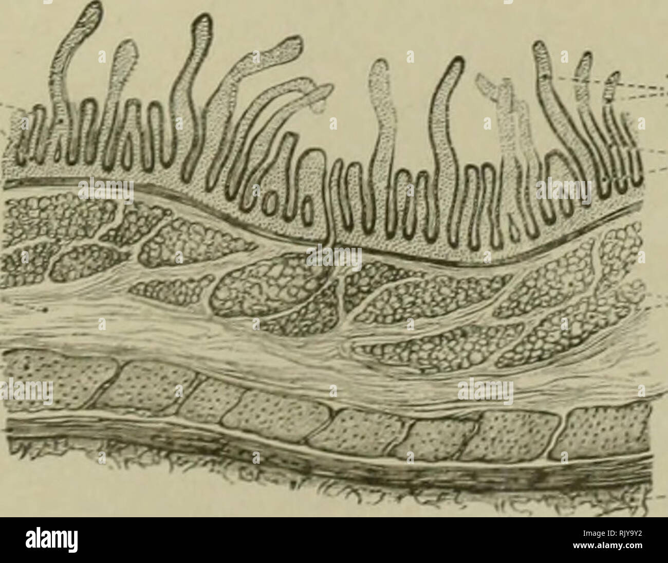 . Un atlas de anatomía humana para estudiantes y médicos. Anatomía. Vellosidades Intestinales vellosidades intestinales criptas o folículos de Lieber- ' Kuhn (Glandulae Lieberkiihn) las glándulas intestinales (Lieberkuehni) r Bloodvessels solitario (glándula folículo linfoide) .N'.jdulu^ lymphaticus solilsriu.; Tejido linfoide Central ' , del folículo Fig. 654.âVertical sección a través de la pared del intestino delgado (íleon Intestinum) en el sentido de su longitud. Lymphaticus Solitarius Nodulus, solitarias (glándula folículo linfoide). (Lieberkuehni Glandule intestinales), criptas o folículos de Lieeerkuhn (Lieberkuhn' Foto de stock