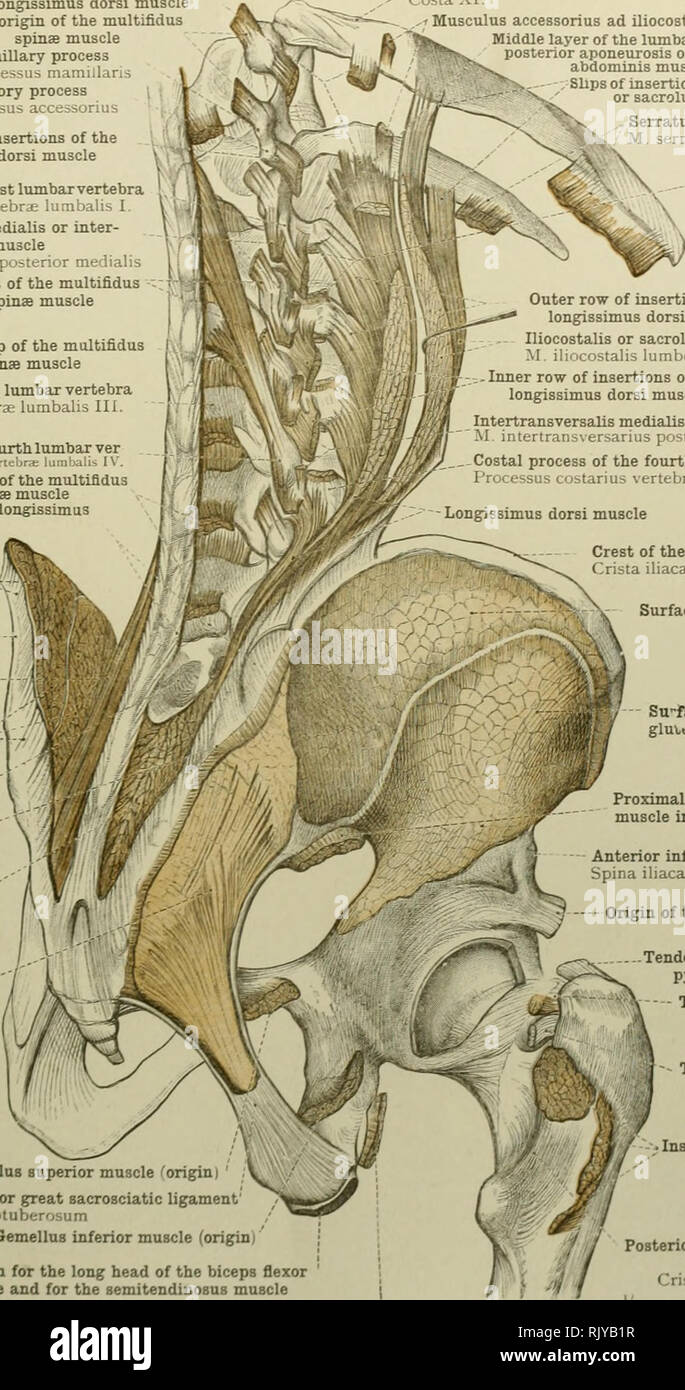 Un atlas de anatomía humana para estudiantes y médicos. Anatomía. Los  músculos de la extremidad inferior 343 fila exterior de las inserciones del  músculo longissimus dorsi patina de origen del músculo