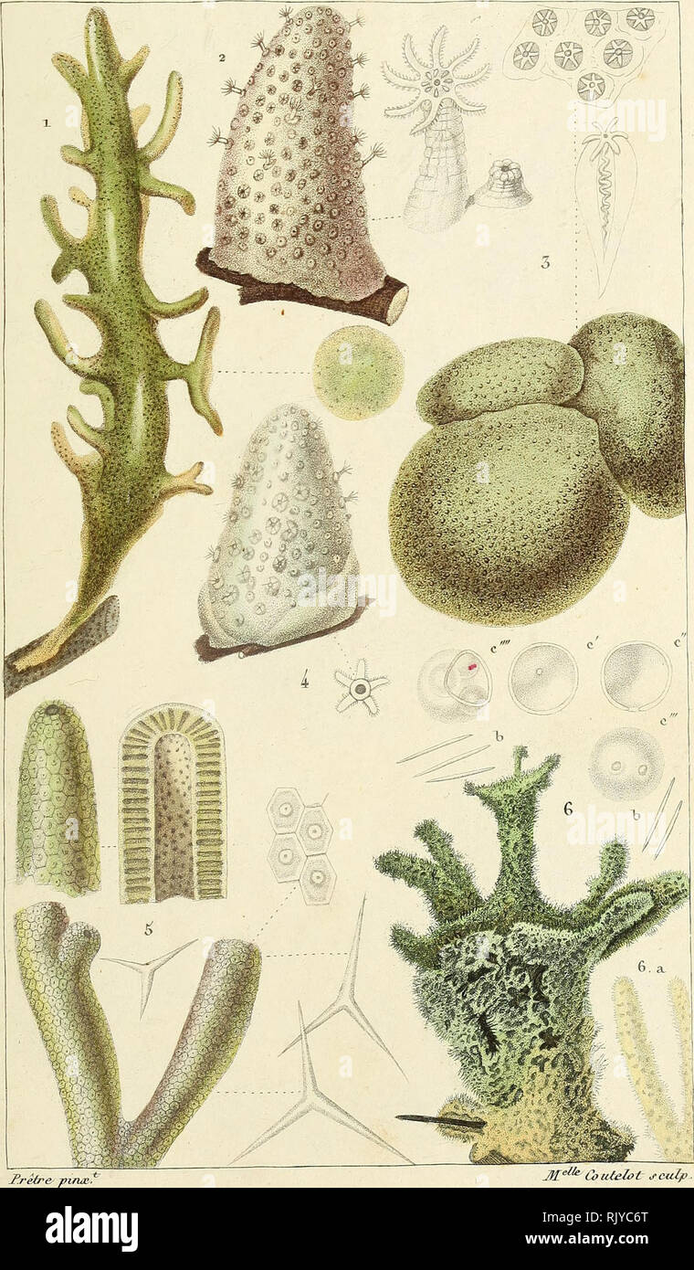 Atlas De Zoologie Ou La Coleccion De Las Figuras D Animaux Nouveaux Peu Connus Ou Avec Une Explicacion Zooloon Actuvozoaires F U Pp J Alcvo Niens Et Spongiajres T Alcyoh A C Latmeux 2 De Cydonie