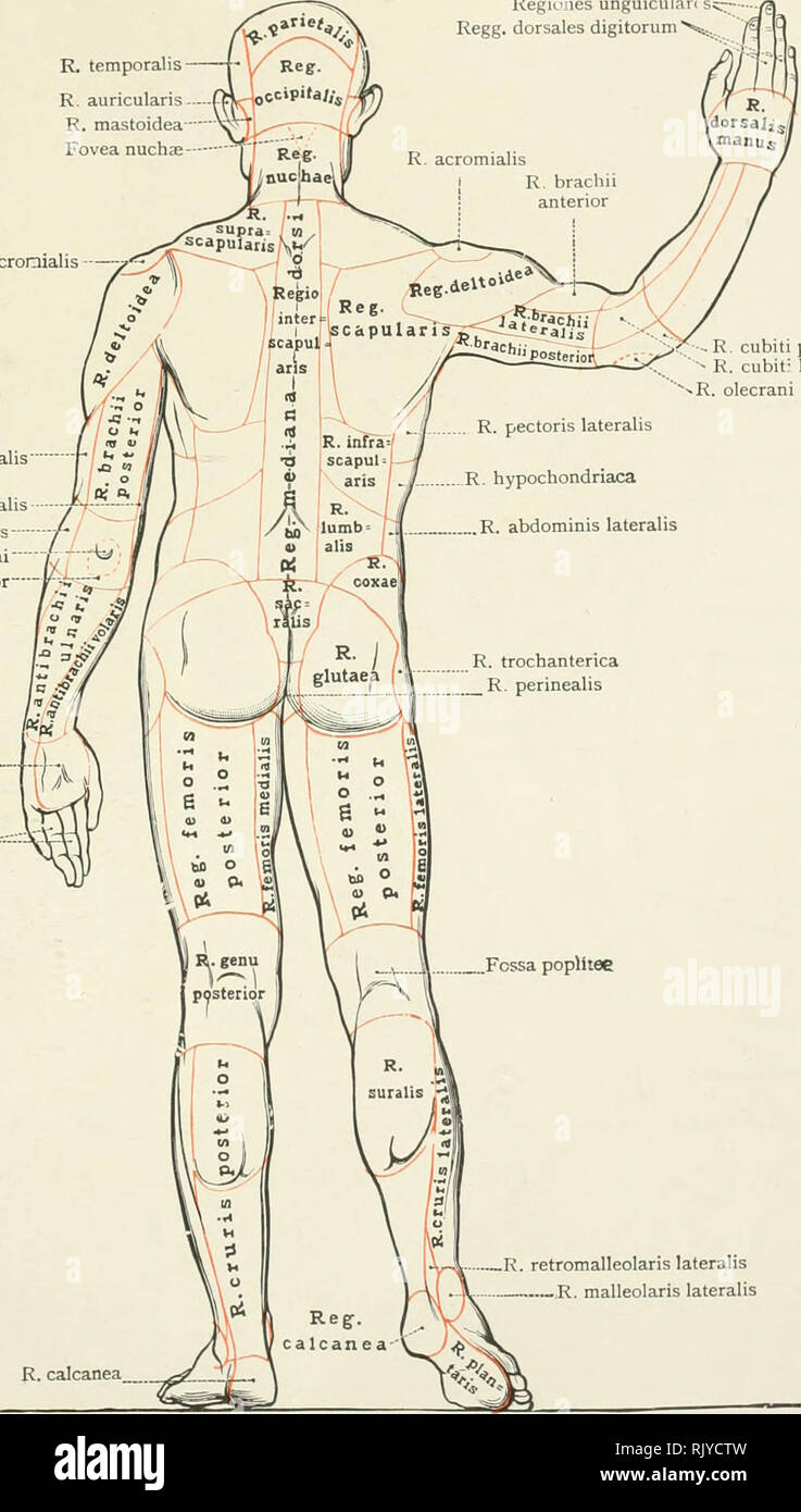 Un Atlas De Anatomia Humana Para Estudiantes Y Medicos Anatomia