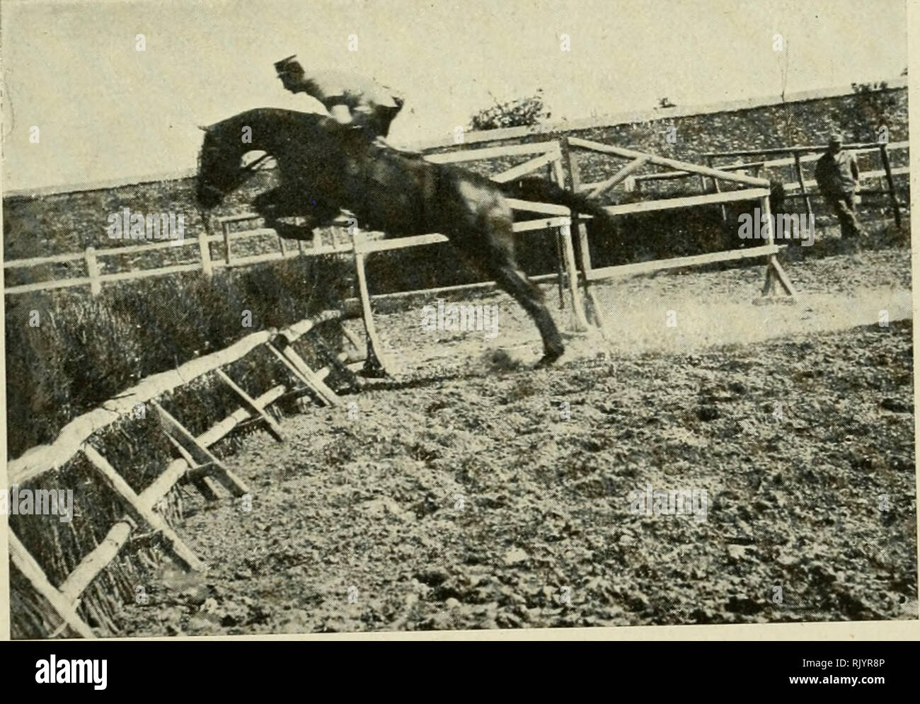 différente robe de chevaux