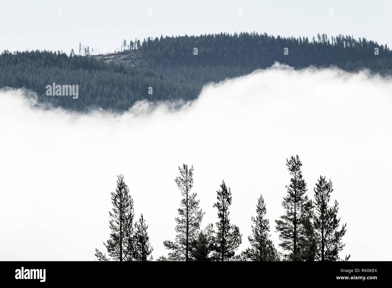 Las nubes oscureciendo la vista de árboles y bosques, blanco y negro, Trysil, Noruega, Europa Foto de stock