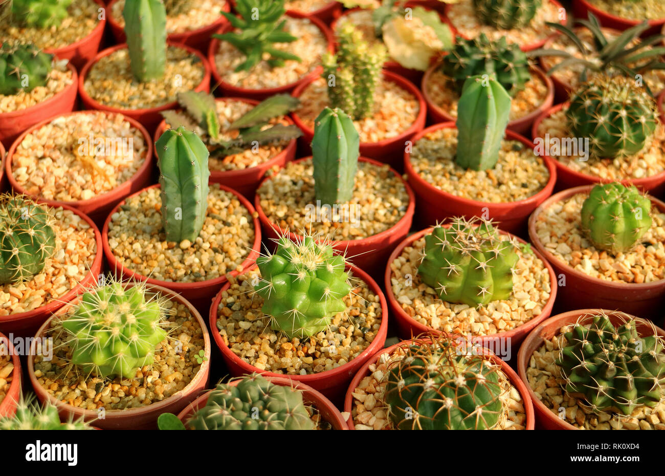 Pequeñas macetas decorativas para pequeñas plantas suculentas - EL BLOG DE  LA TABLA