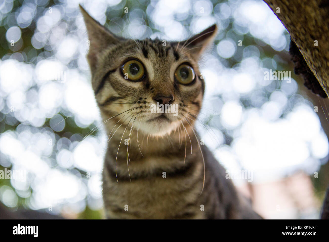 Un gatito rayado con una cara divertida en un paseo trepa a un árbol en el jardín. Foto en primer plano con el hermoso fondo borroso Foto de stock