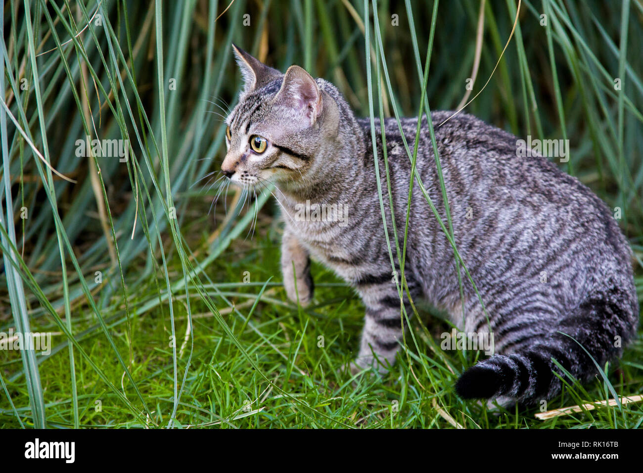 El gato se coló a través de la espesa hierba. Gato atigrado paseos en el  jardín. Jugosos verdes sobre el césped Fotografía de stock - Alamy