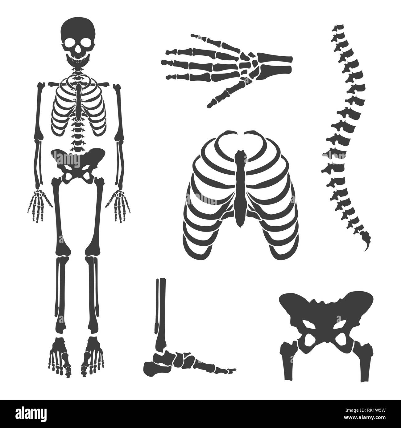 Ilustración vectorial partes del esqueleto humano. Las articulaciones  humanas vector set. Cráneo y huesos de la cadera, el tórax, mano esqueleto  óseo del pie y símbolos. Rehabilitati Imagen Vector de stock -