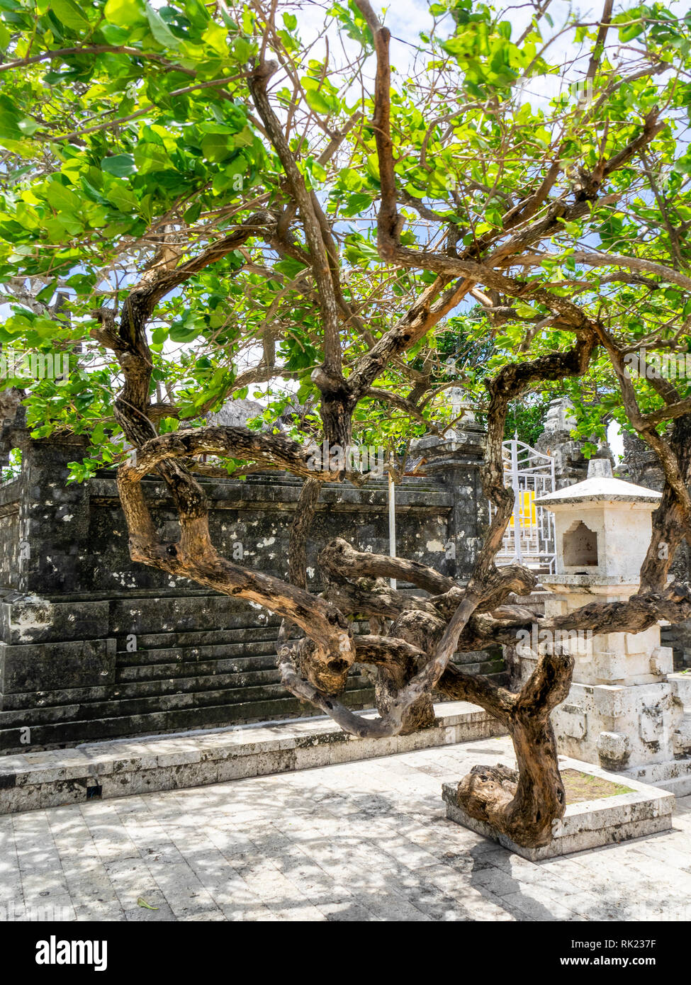 Retorcido árbol en un patio interior del recinto del templo Uluwatu, Bali, Indonesia. Foto de stock