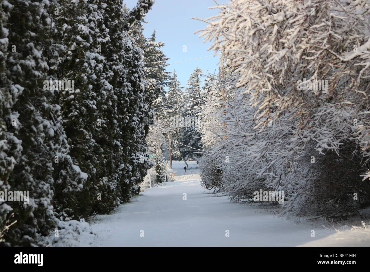 Oregon nevadas en febrero; caminata matinal en febrero de nieve Foto de stock
